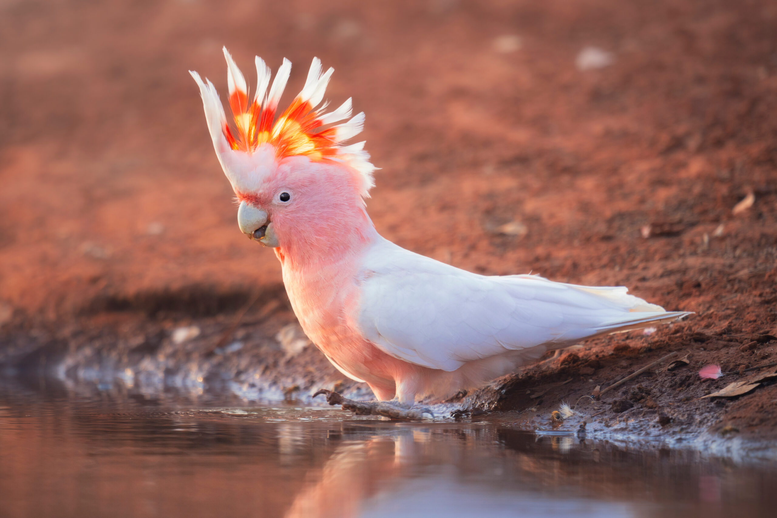 Should Australian birds be renamed to mirror societal change?