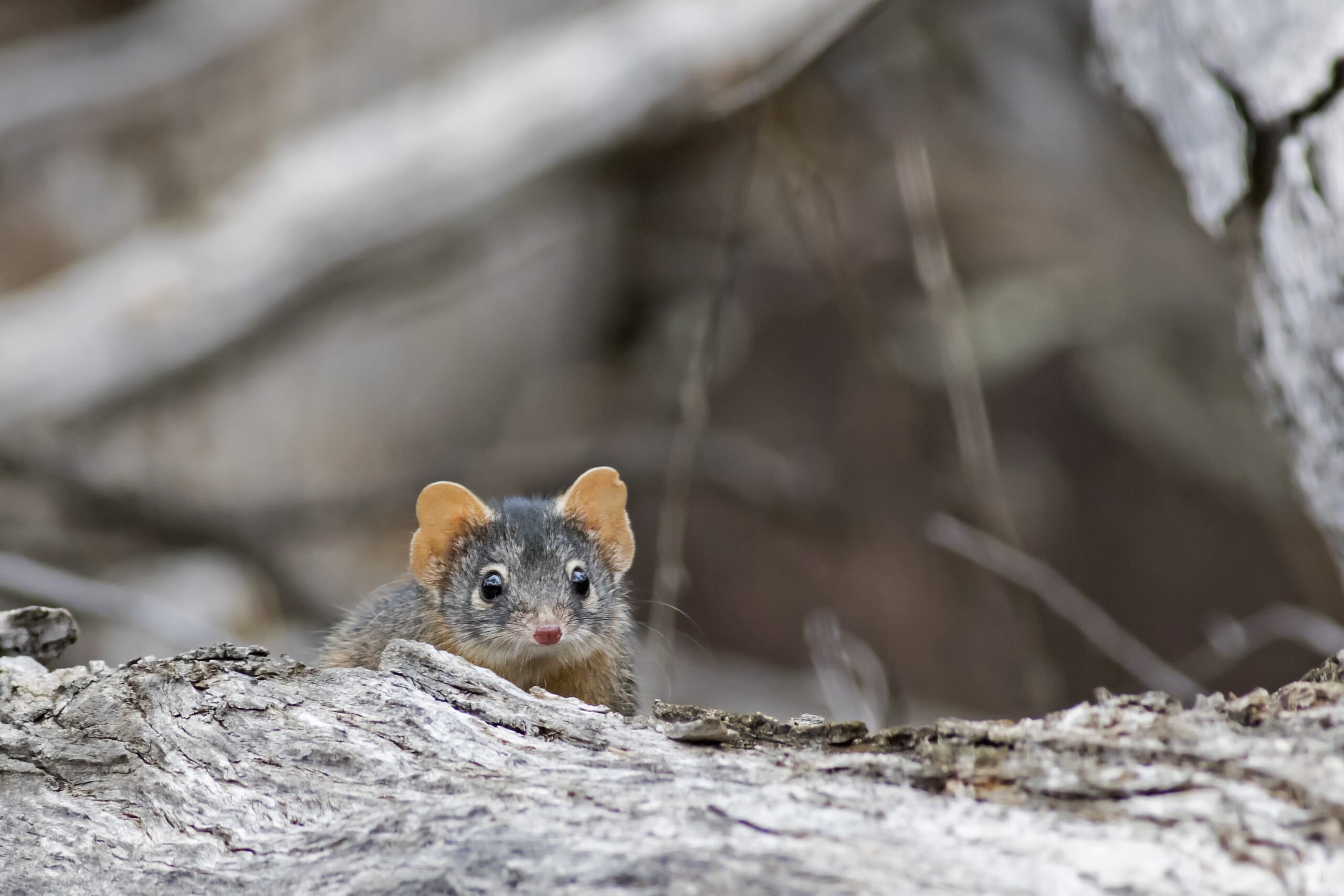 These fierce, tiny marsupials drop dead after lengthy sex fests – and sometimes become cannibals