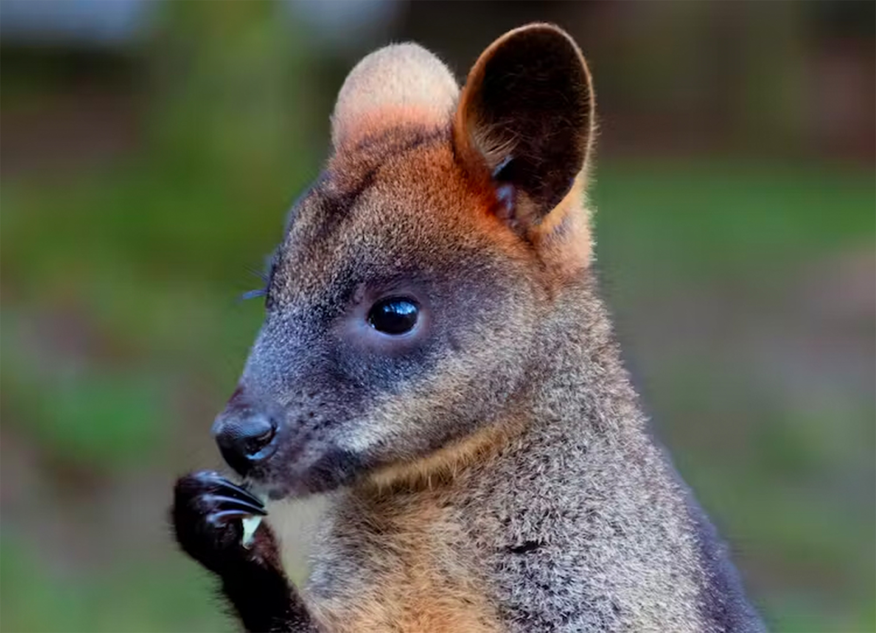 ‘Smell misinformation’ used to stop animals eating  threatened plant species