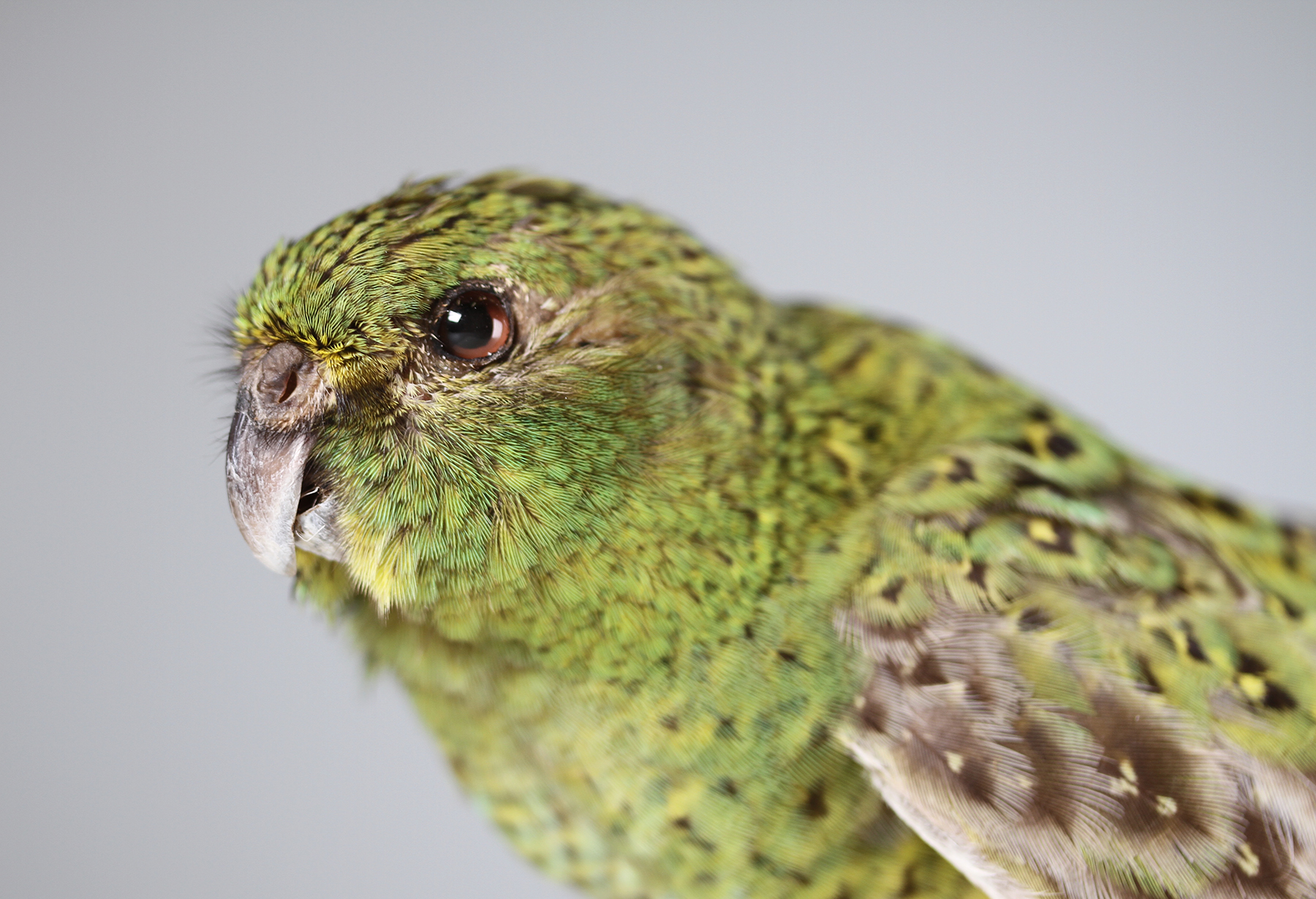 World’s best night parrot specimen leads to first genome sequence of the elusive species