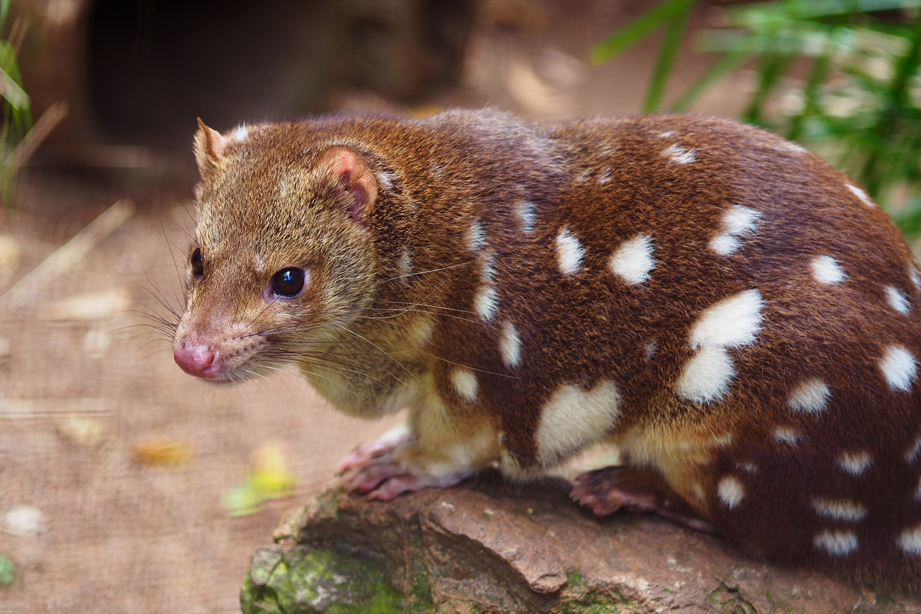 Declining devils force quoll evolution