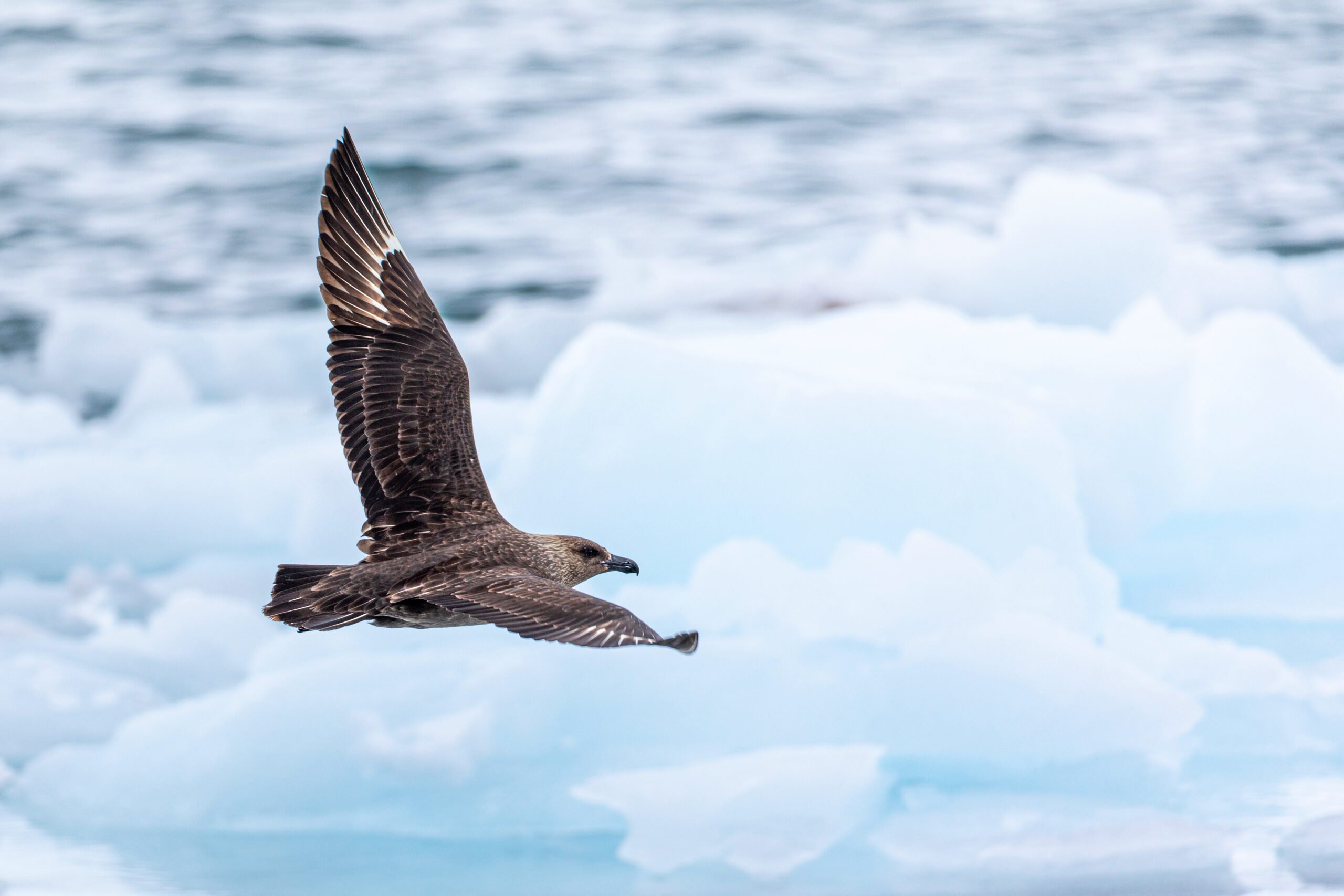 ‘We’re going to see some haunting images’: Bird flu has reached Antarctica