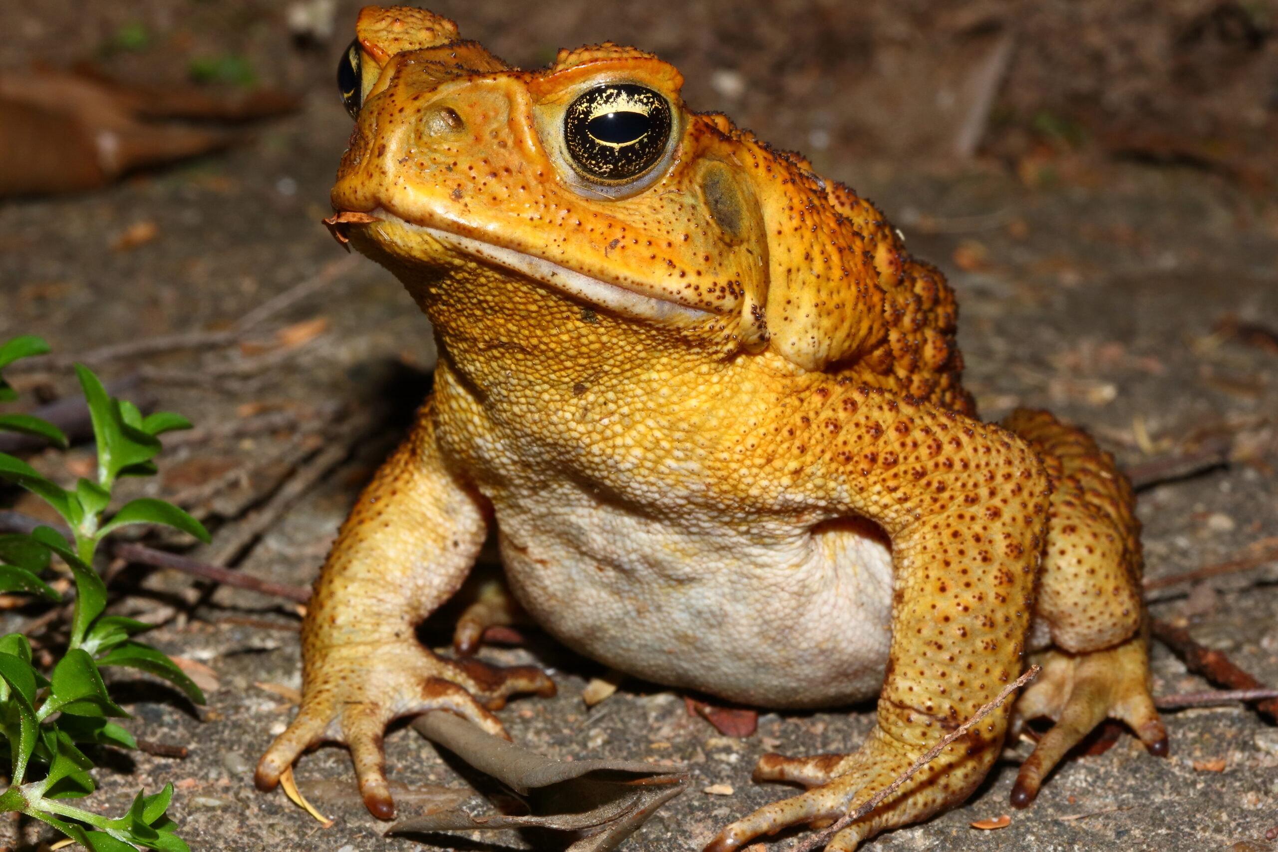 A secret war between cane toads and parasitic lungworms is raging across Australia