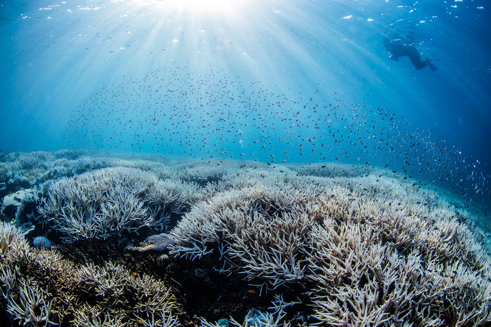 Another summer, another mass coral bleaching event hits GBR