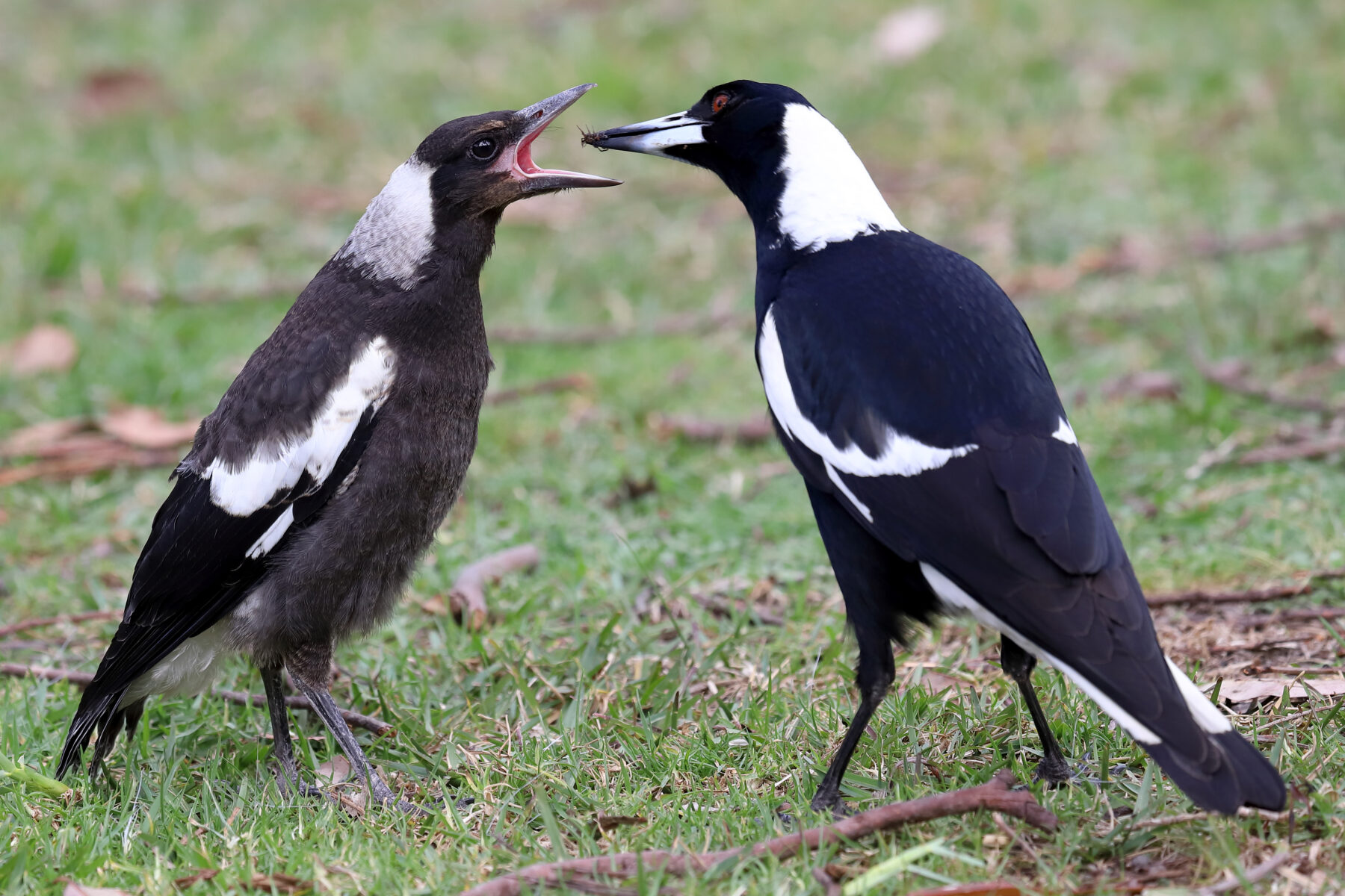 Nature versus nurture: the key to magpie intelligence - Australian ...