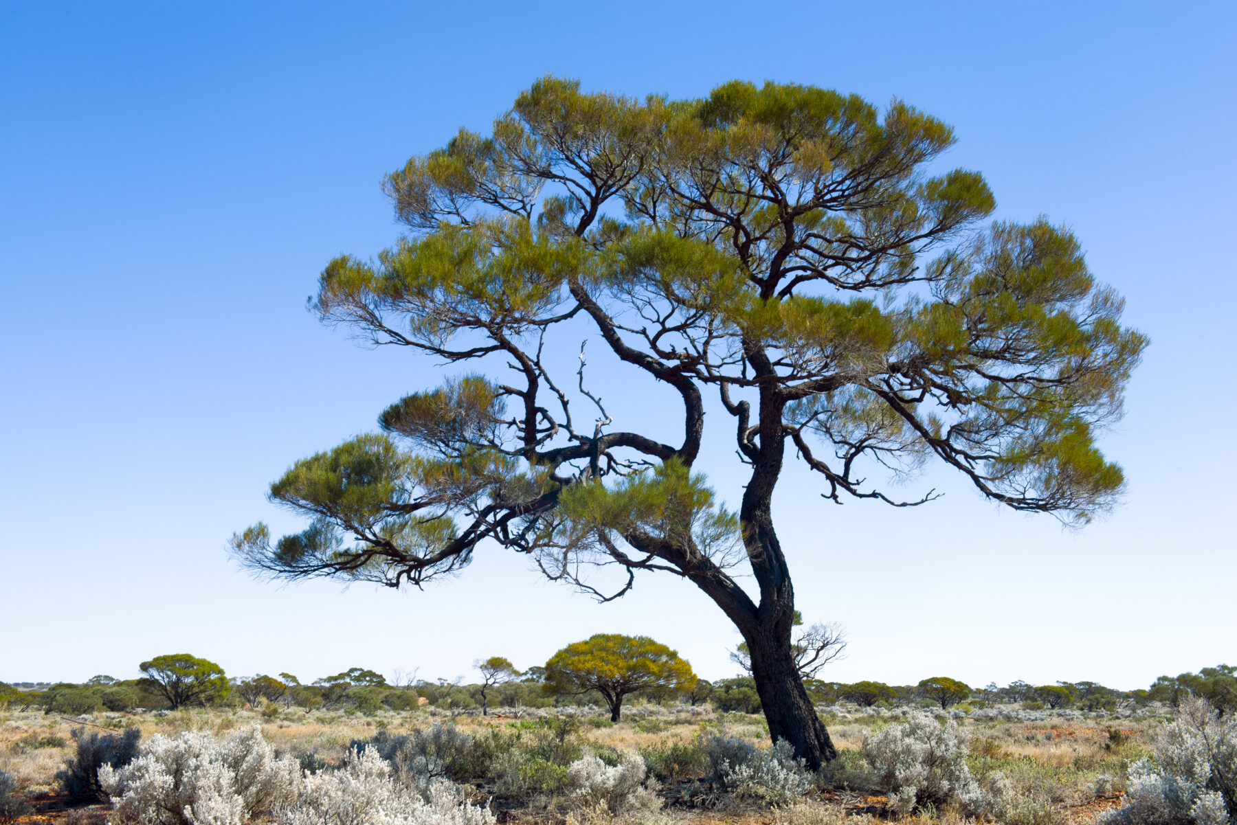 Desert delight - Australian Geographic