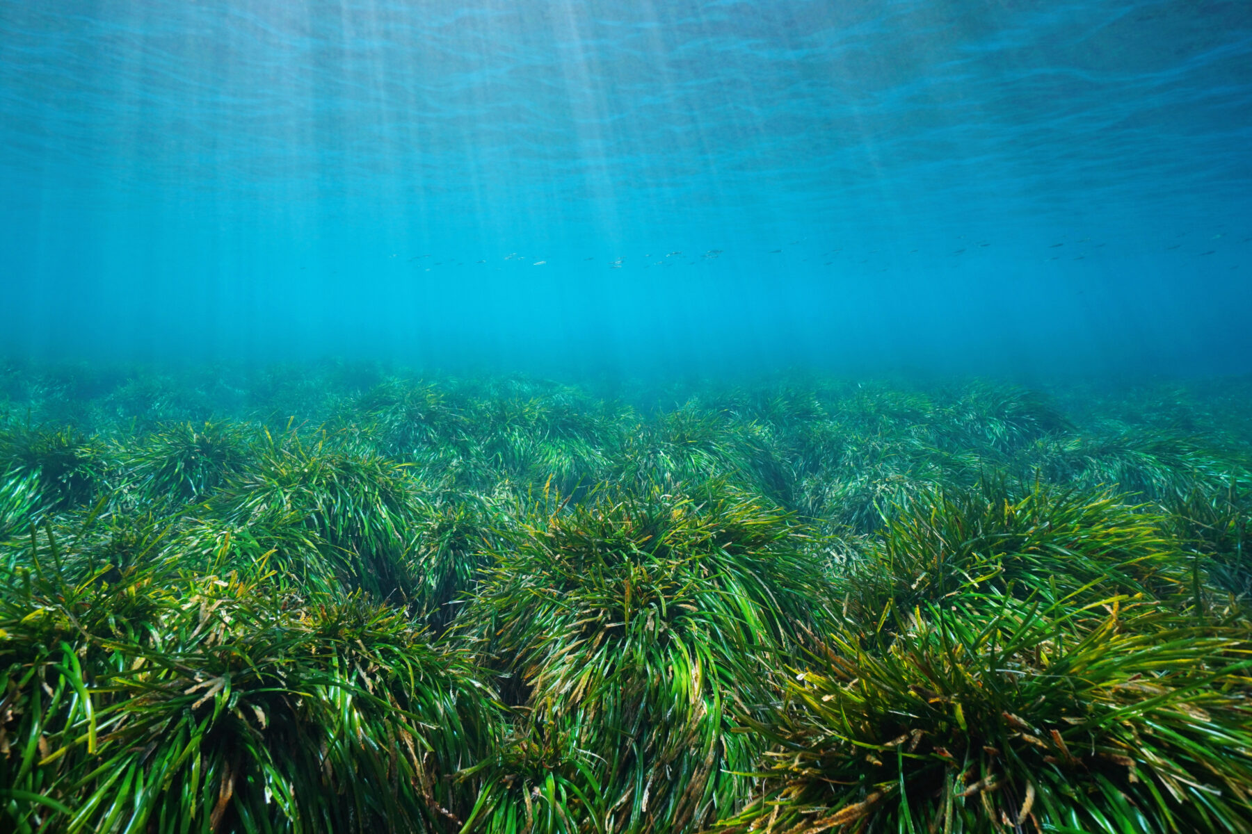 Seagrass meadows in the Mediterranean Sea