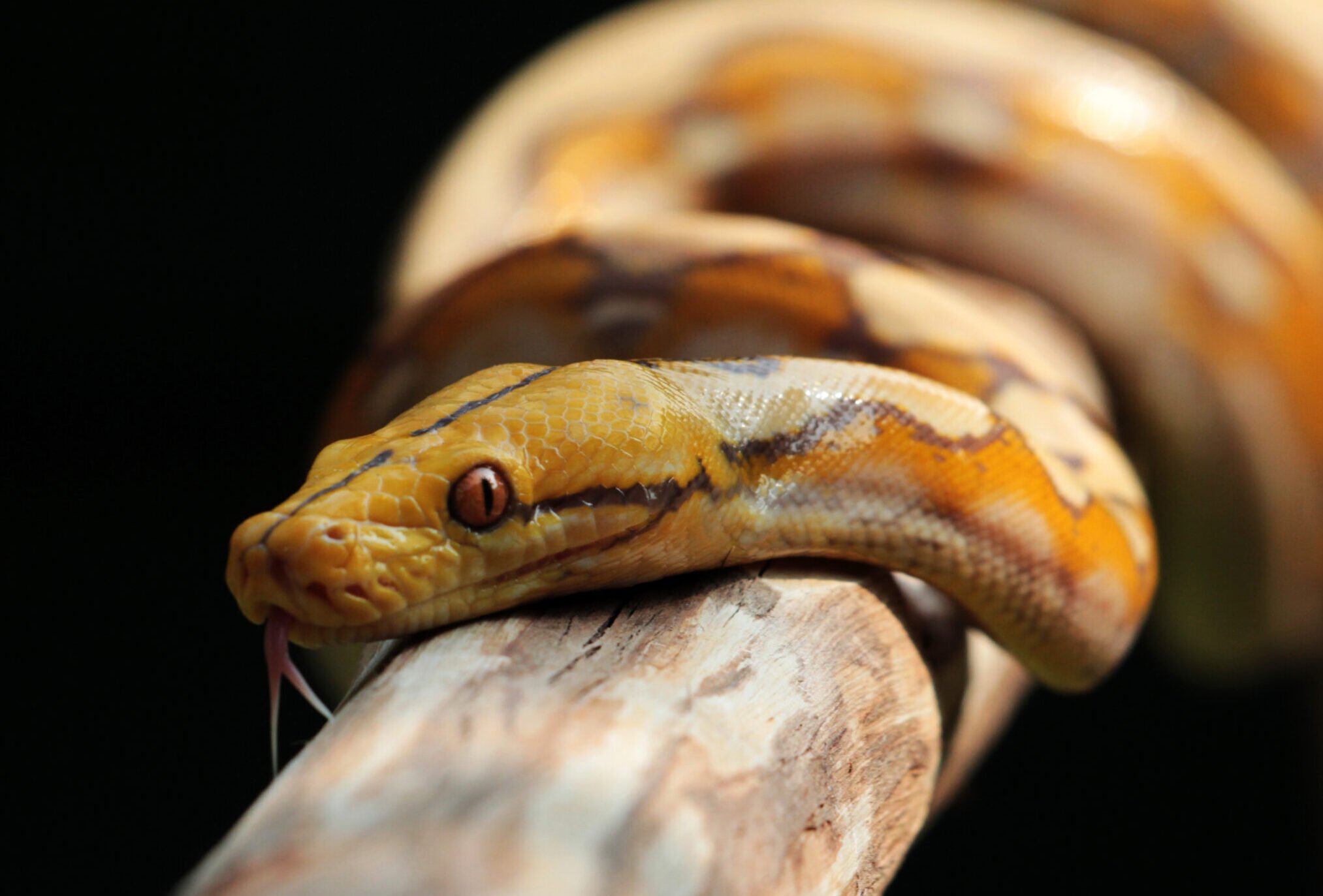 Pythons found to be highly-sustainable food source