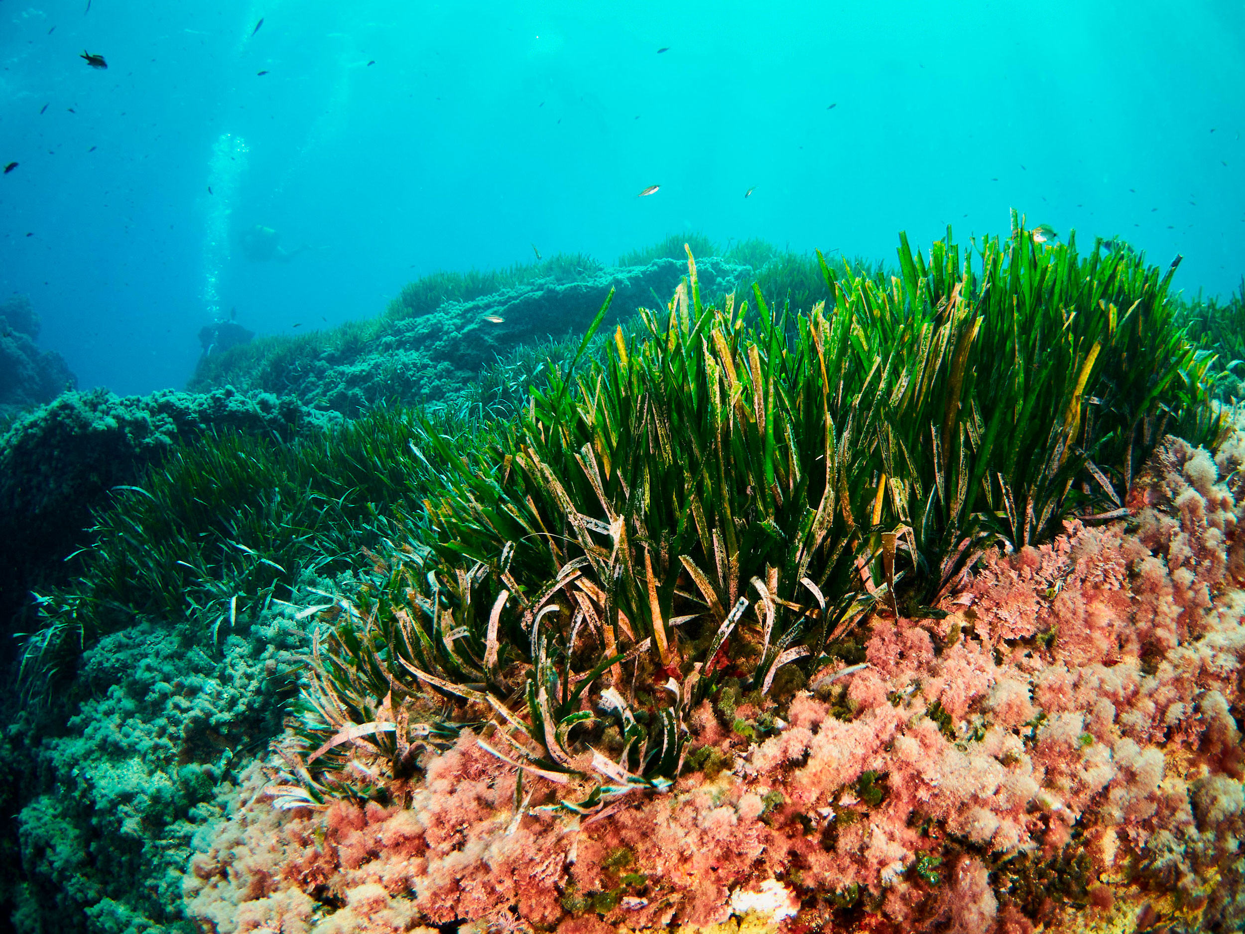 Pollution-trapping Seagrass Stores Dangerous Heavy Metals - Australian 