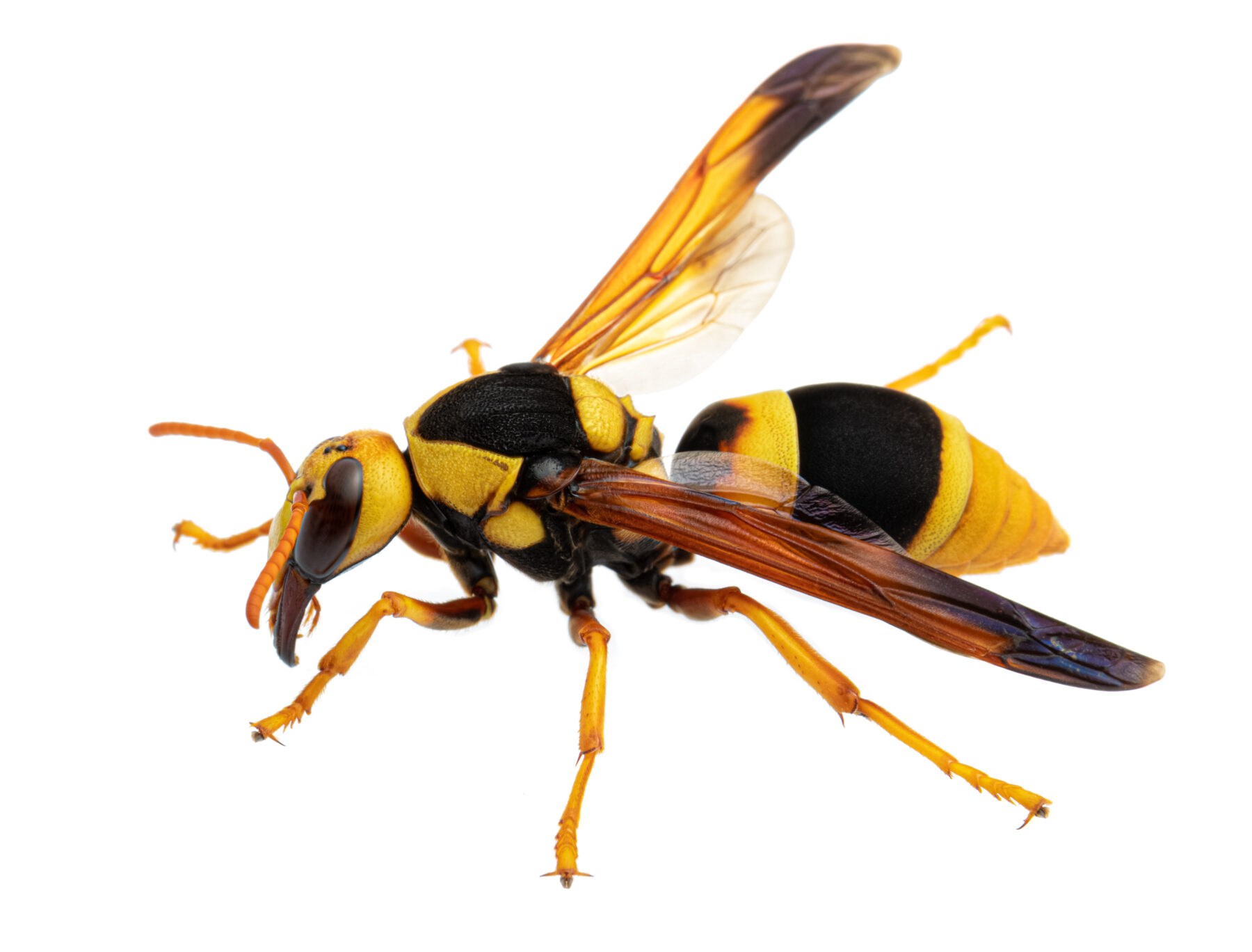 Australia's weird and wacky wasps - Australian Geographic