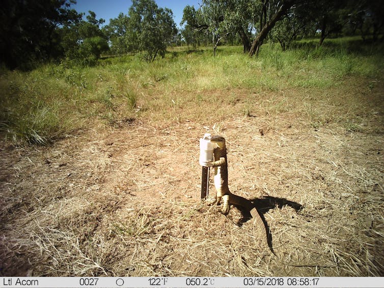 How We Can Save Australian Species From Cane Toads - Australian Geographic