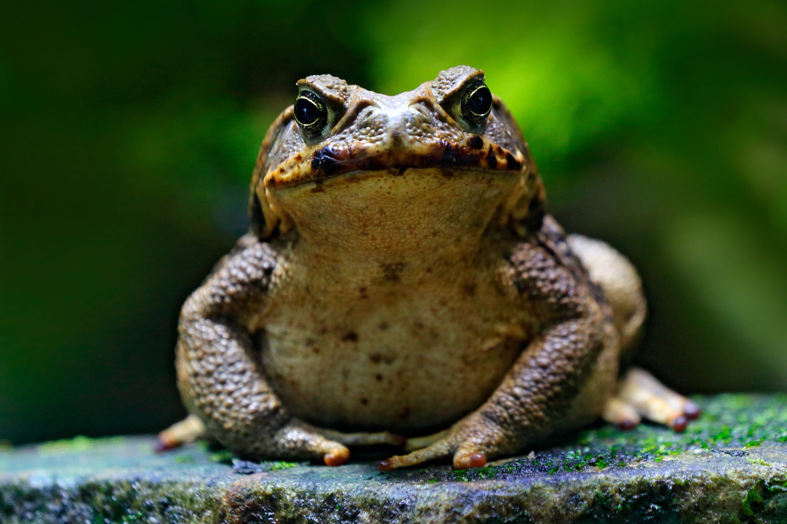 Teaching toads: how we can save native species from cane toads