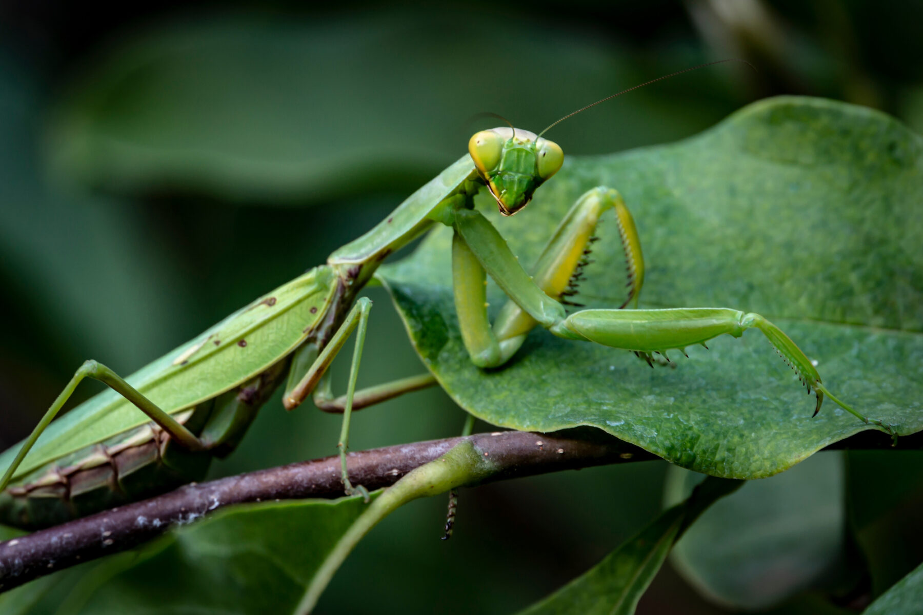 Roaming mantis sms phishing campaign sets sights on europe