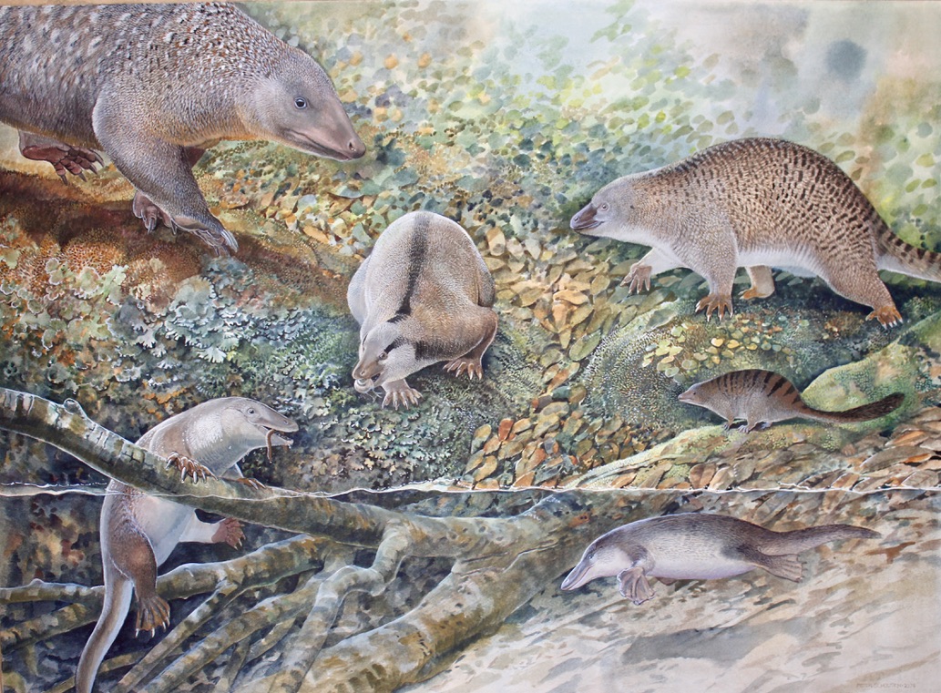 Is the “echidnapus” the Rosetta Stone of early mammal evolution?