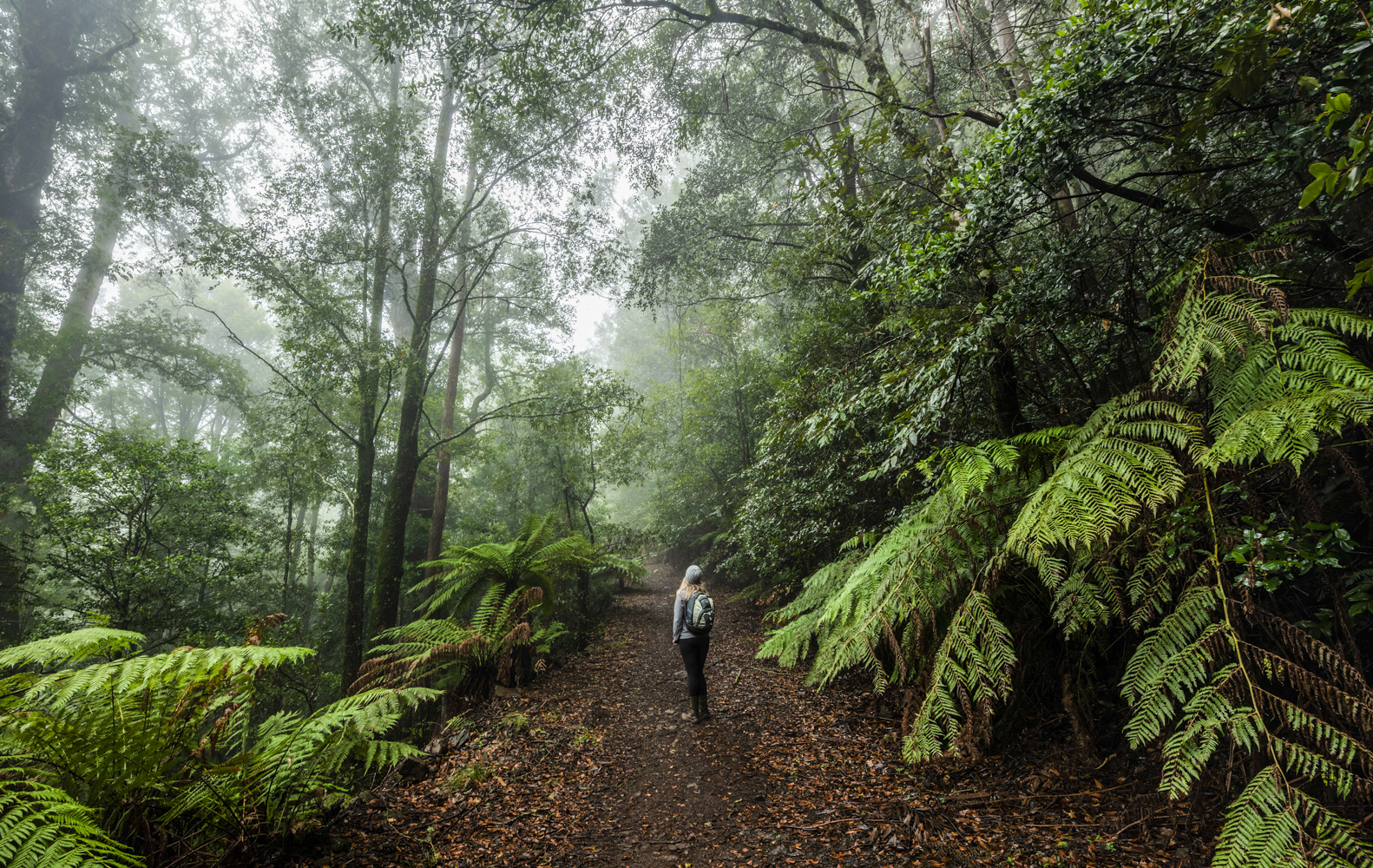 Going high: Explore the Barrington Tops region, NSW