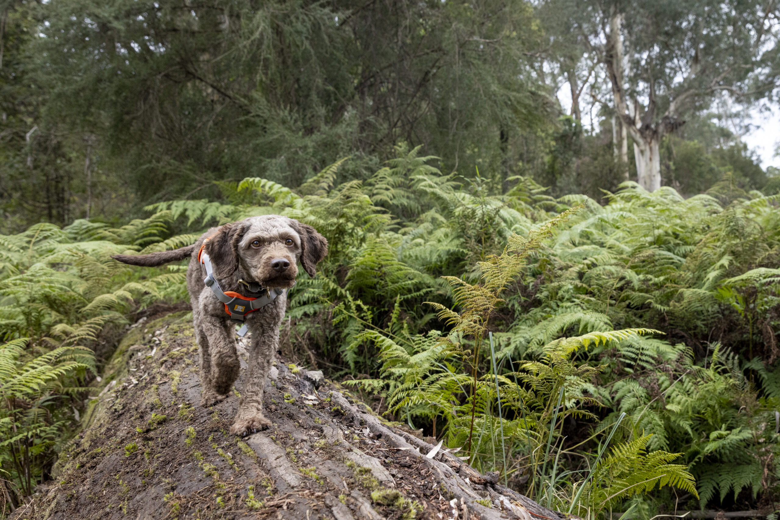 On the nose: wildlife detection dog successfully trained to find rare ‘finger’ fungus