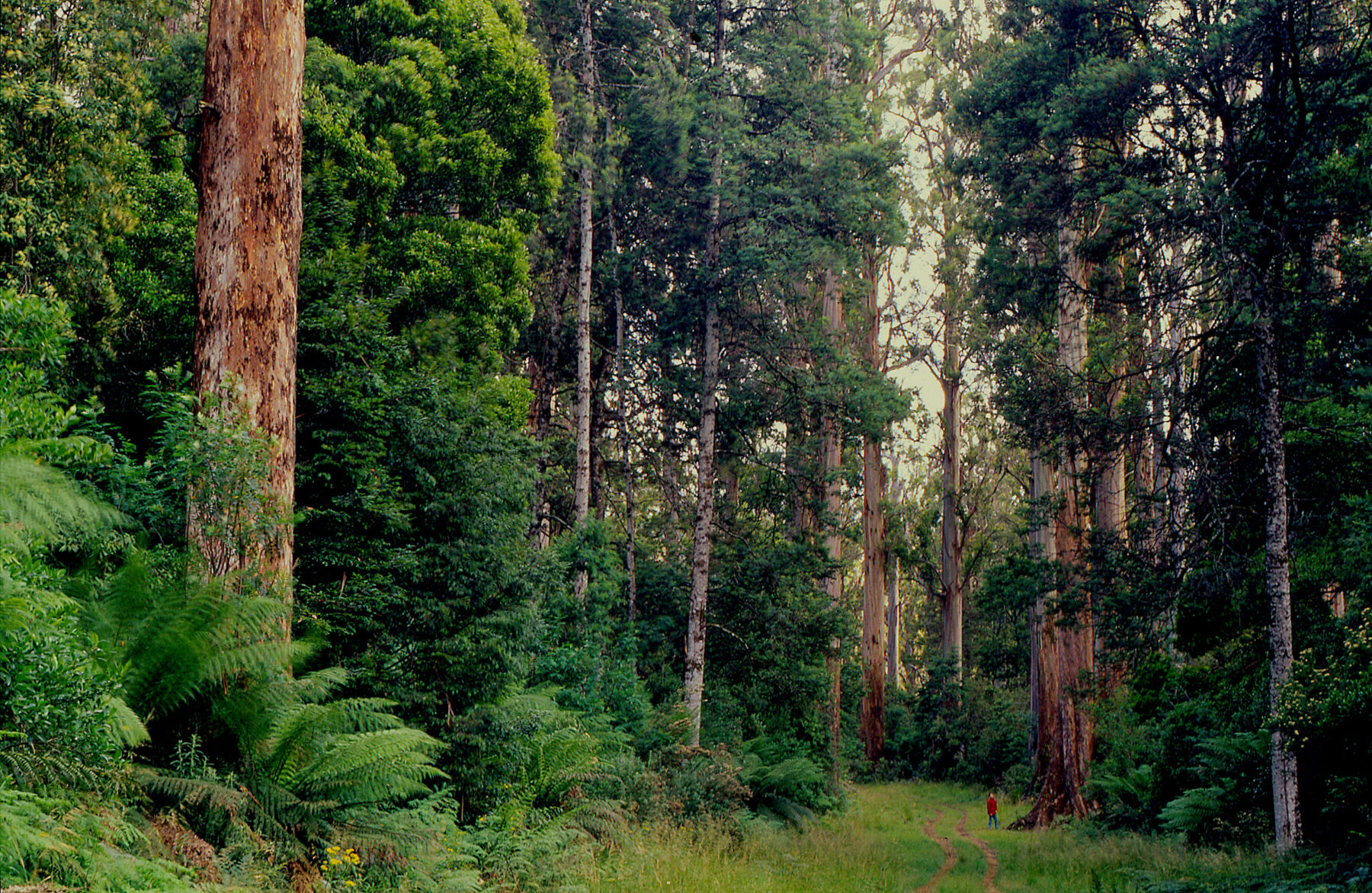 OPINION: The real natural history of our tall, wet forests