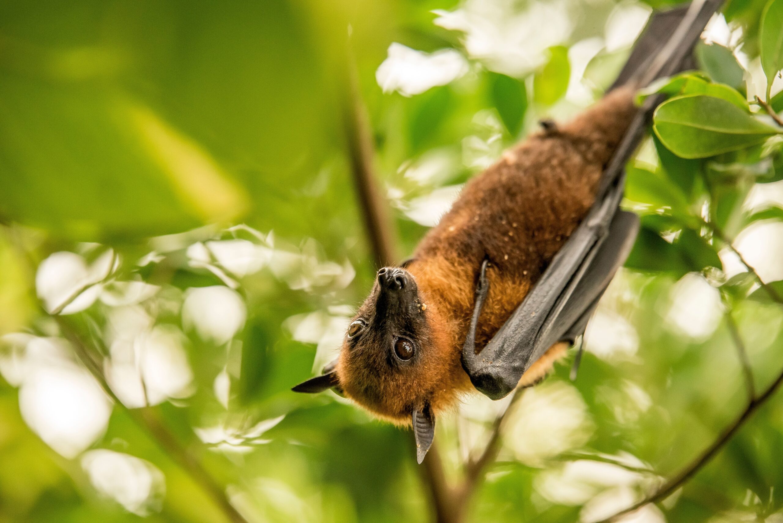 a-guide-to-the-flying-foxes-of-australia-australian-geographic