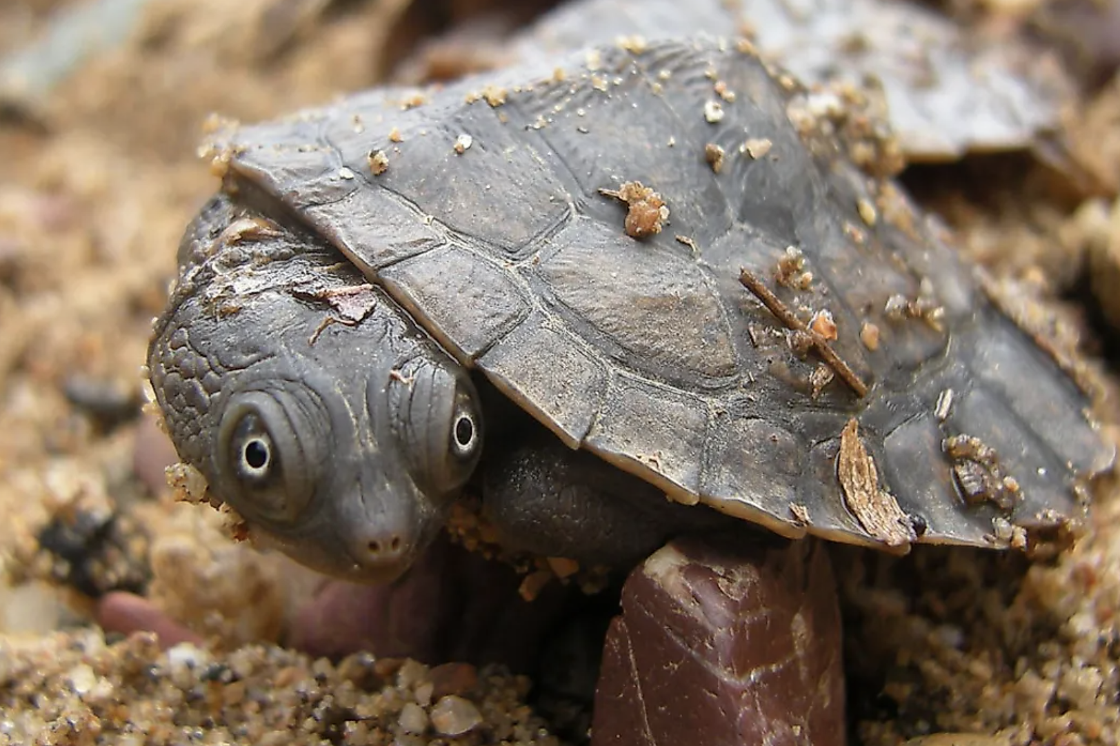 How Tiaro is saving the Mary River turtle - Australian Geographic