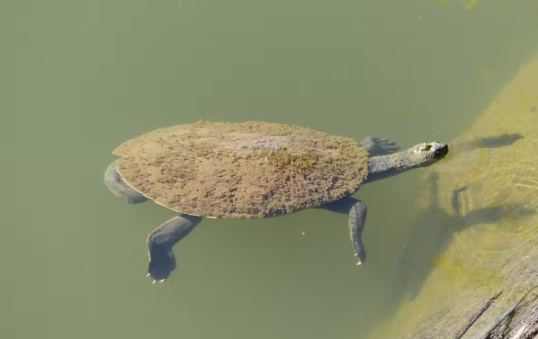 How Tiaro is saving the Mary River turtle - Australian Geographic