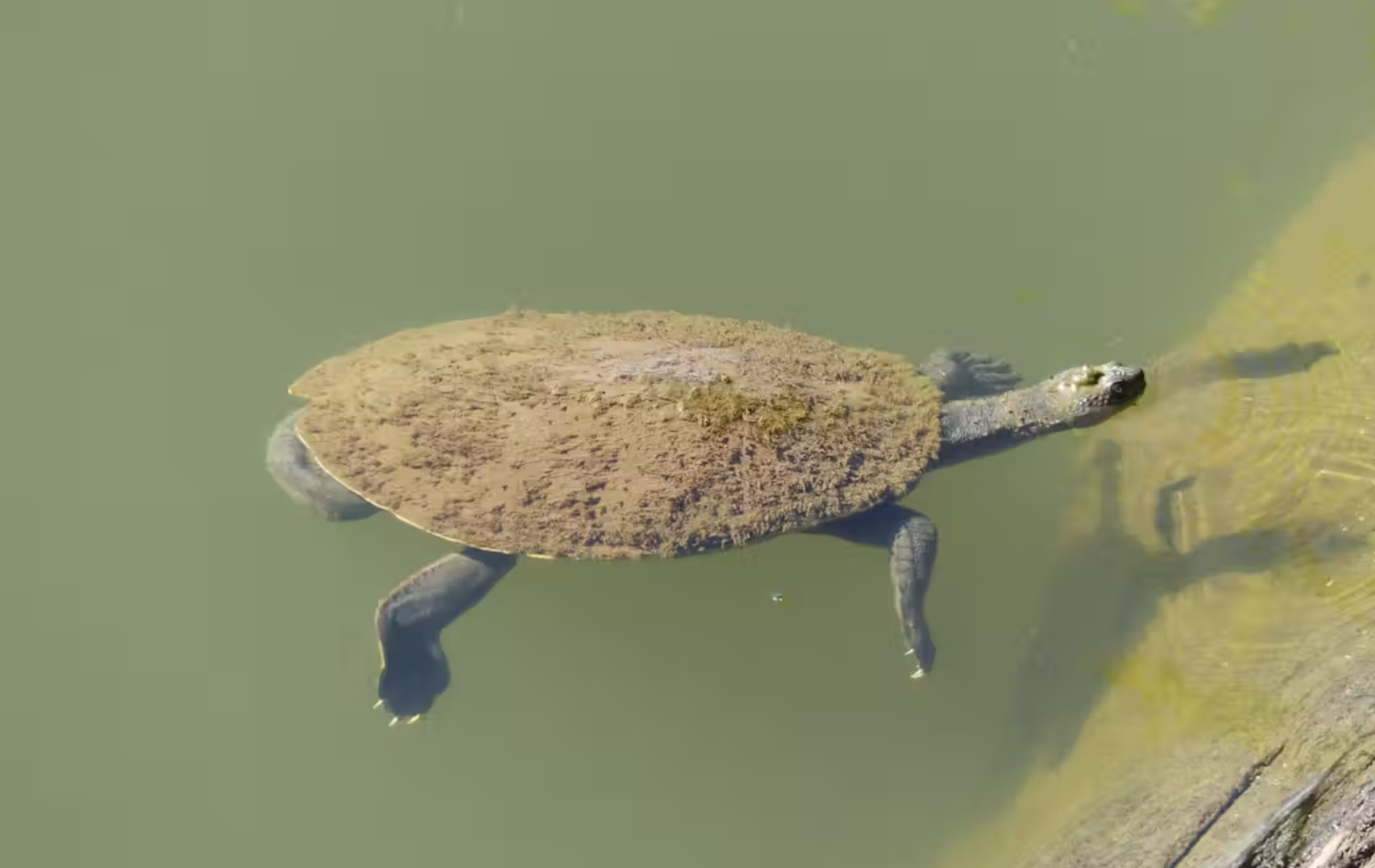 The strange tale of the Mary River turtle - Australian Geographic