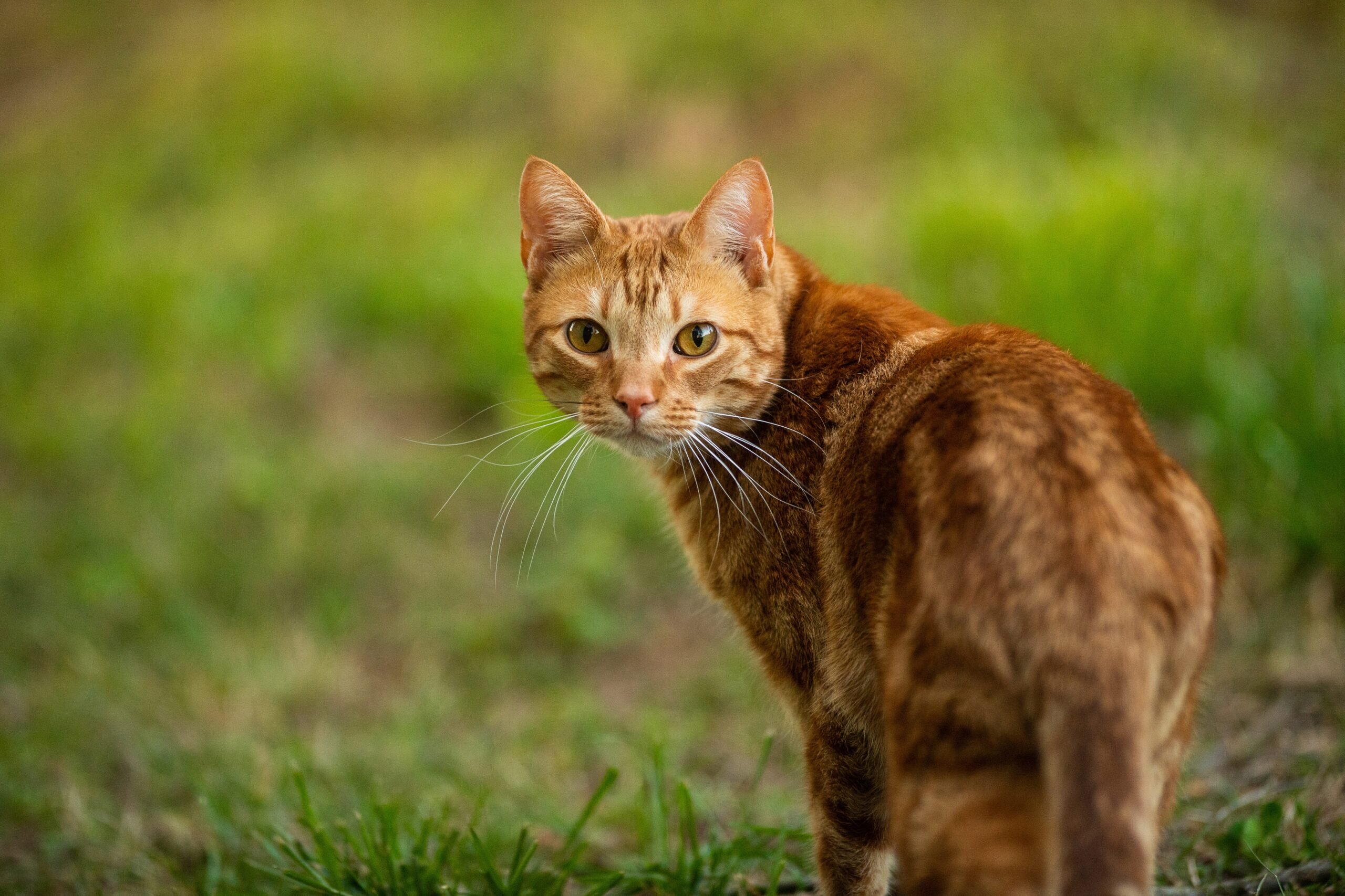 Should Australians have to keep pet cats indoors?