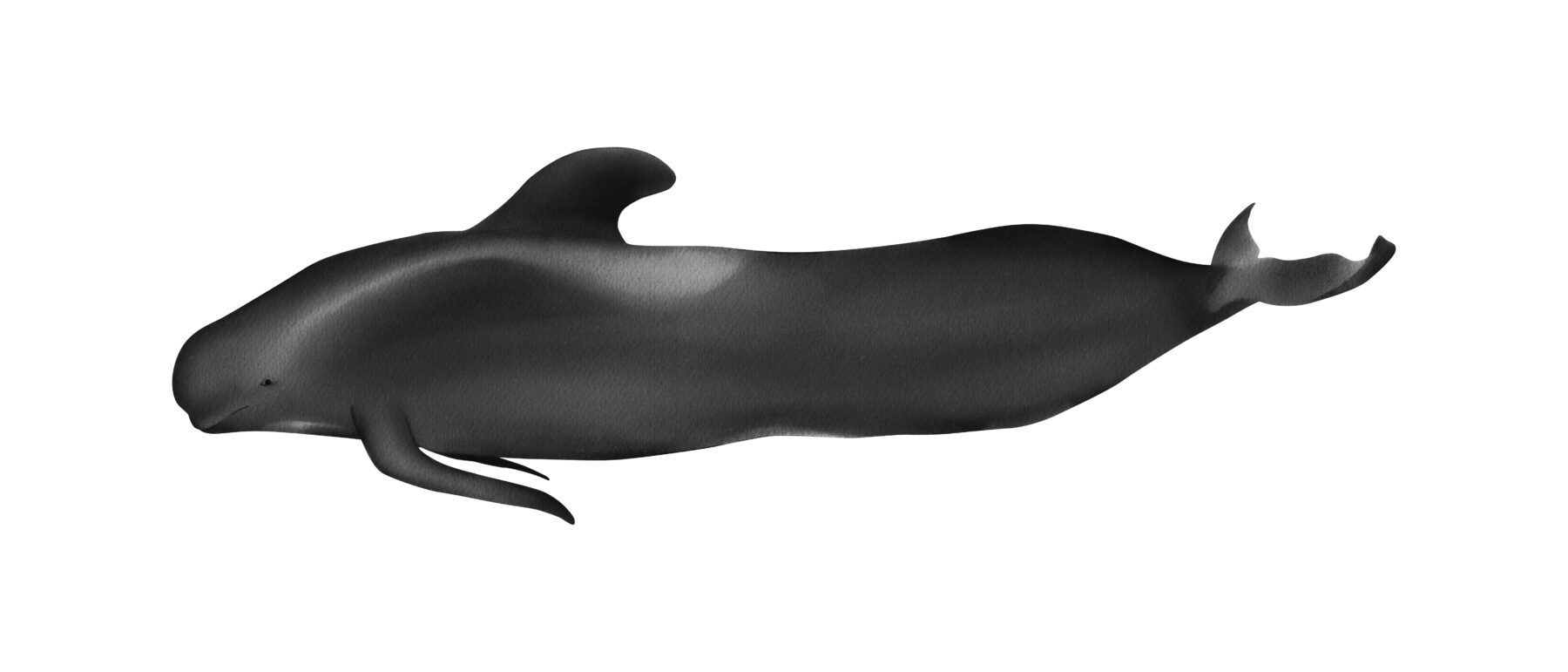 Why do pilot whales strand themselves? - Australian Geographic