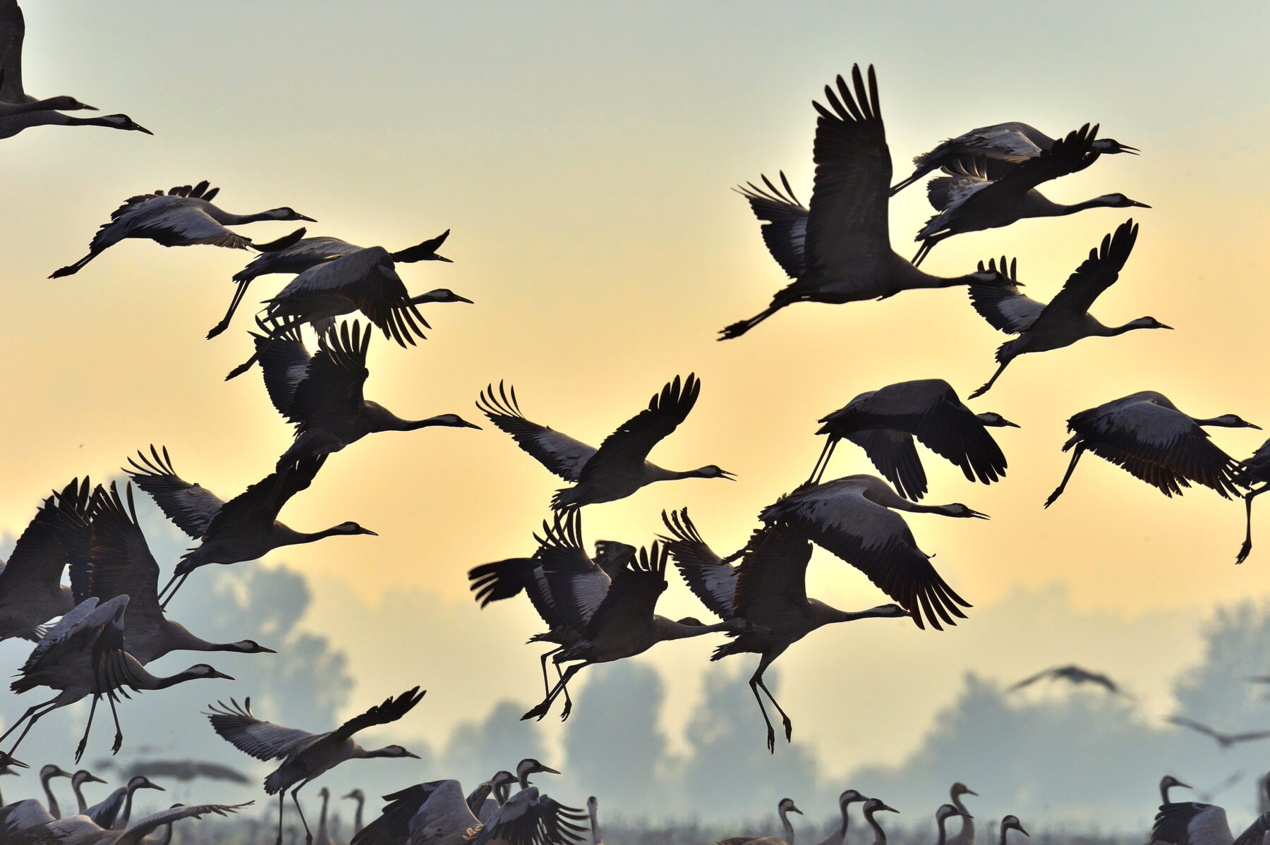 Silhouette of a common crane in flight.  A flock of cranes takes off at sunrise.  Foggy morning, sunrise sky background. 