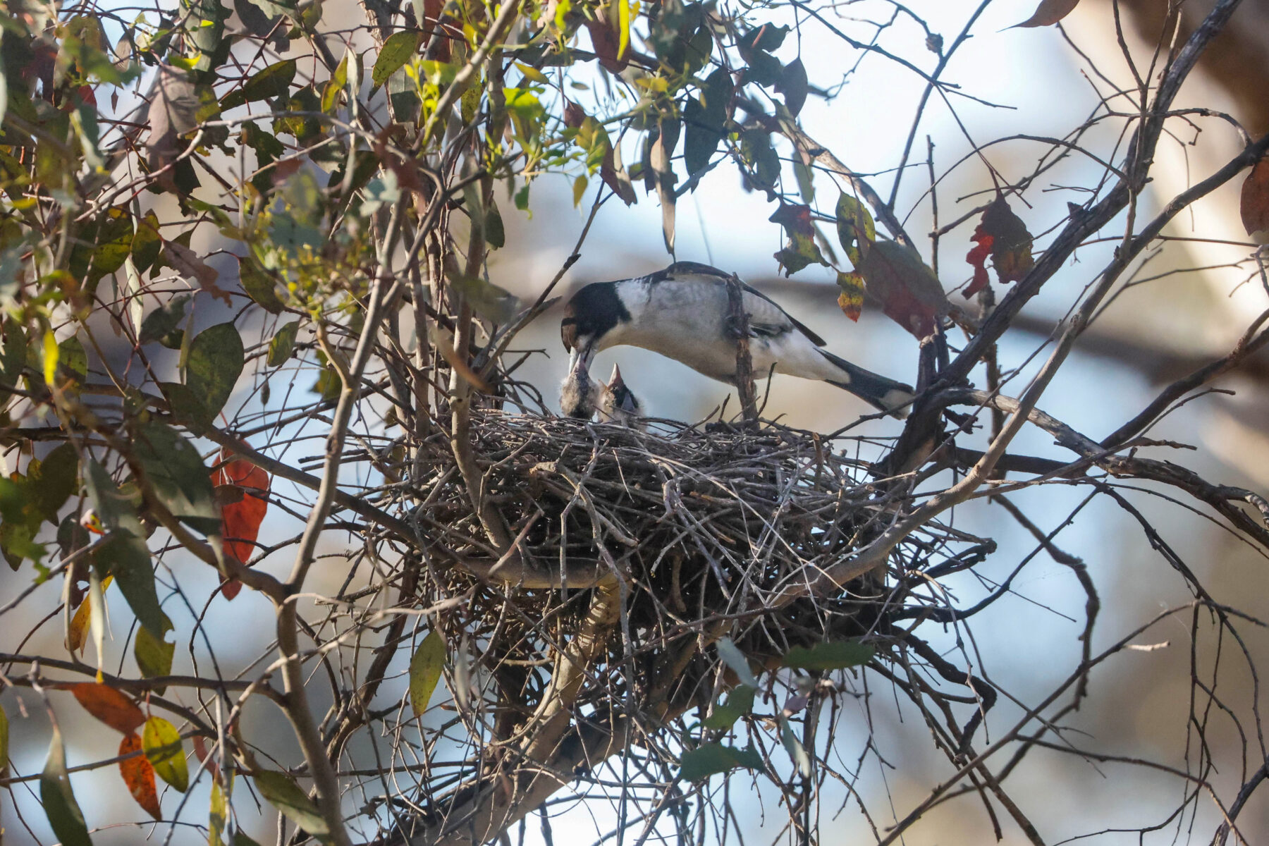 Birds are the ultimate architects - Australian Geographic