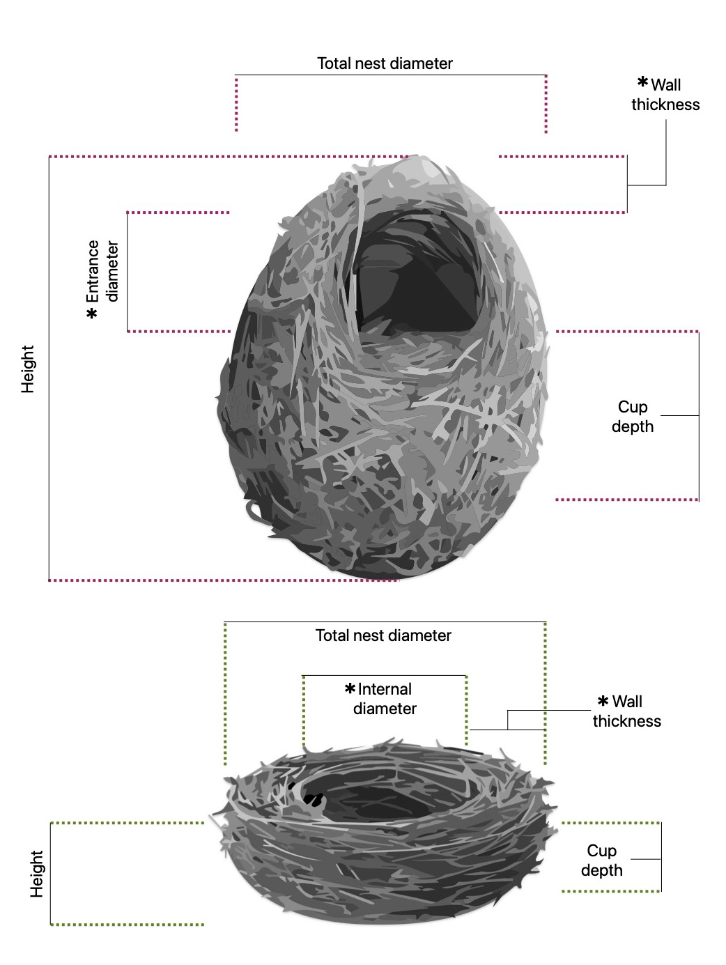 Birds are the ultimate architects - Australian Geographic