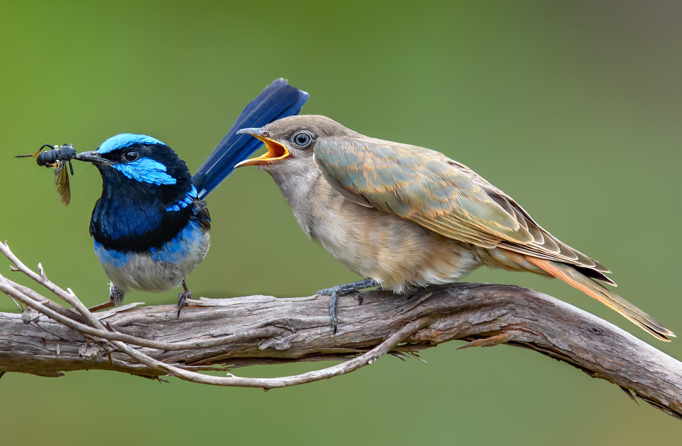 What’s that in my nest? How parasitic relationships create new species