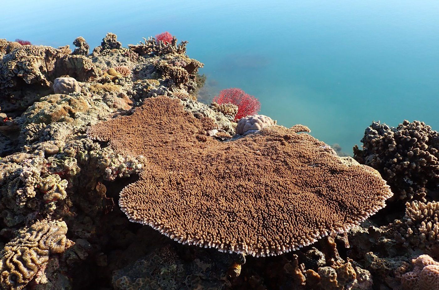 Kimberley corals could hold the key to saving our reefs