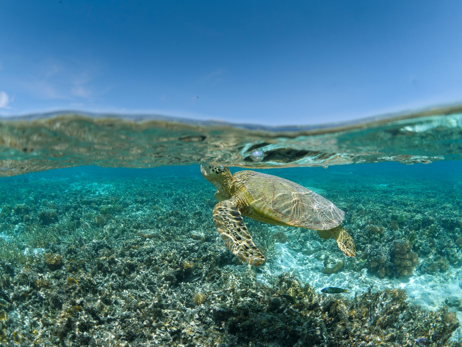 How Traditional Owners' knowledge is helping the GBR - Australian ...