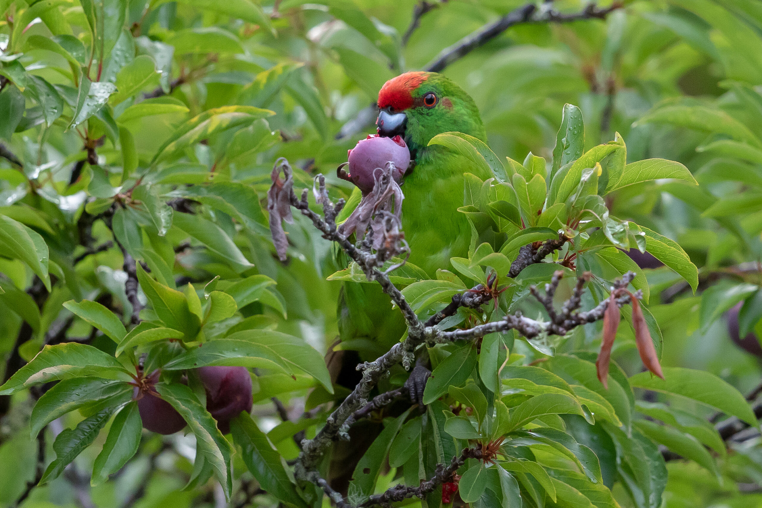 flying-high-pleasure-seeking-parrots-pick-pungent-chemicals