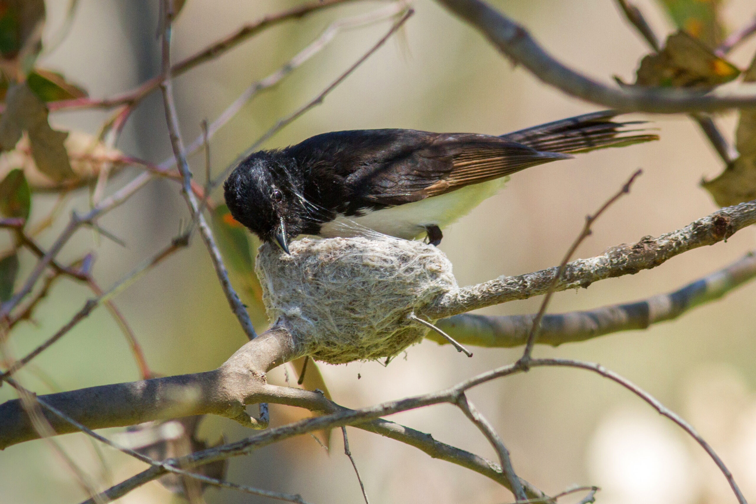 Birds are the ultimate architects, designing their nests for every climate