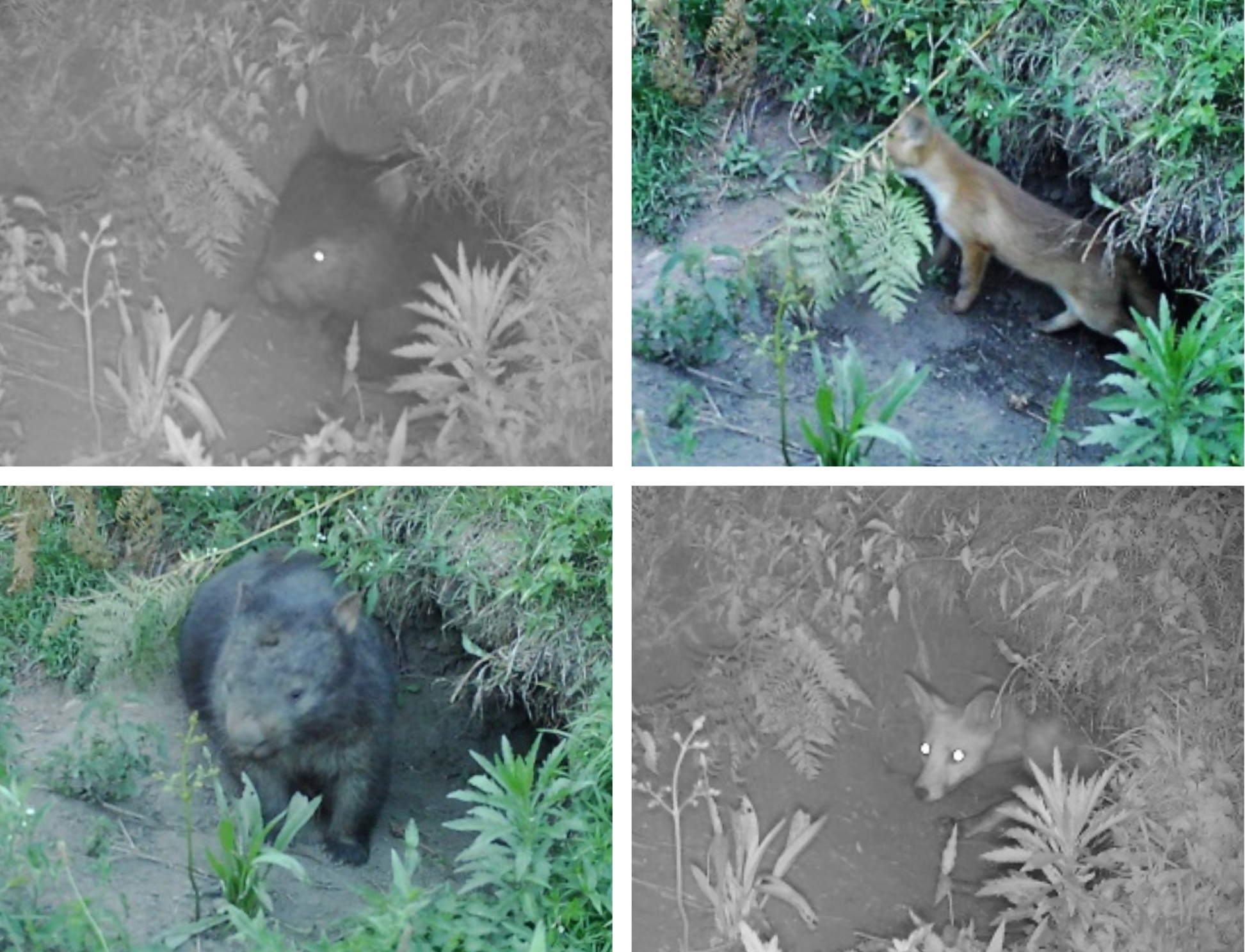 An unlikely alliance: Wombat and fox family become housemates 