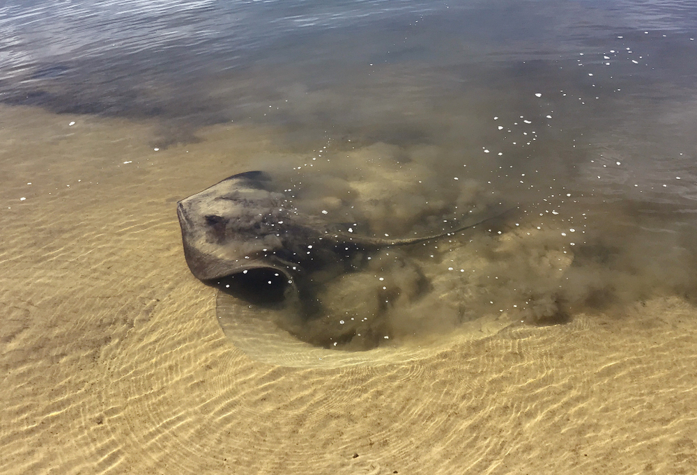 Estuary stingrays shift ‘insane amount’ of sand