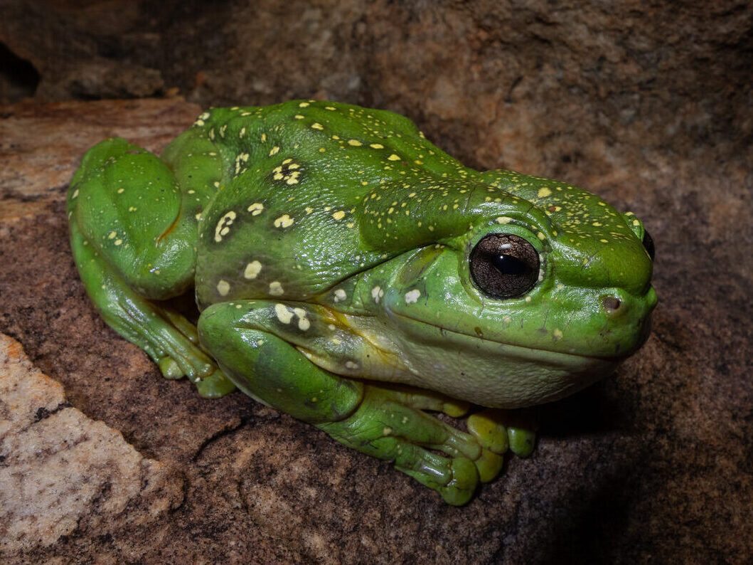 Mutant blue frog excites ecologists- Australian Geographic