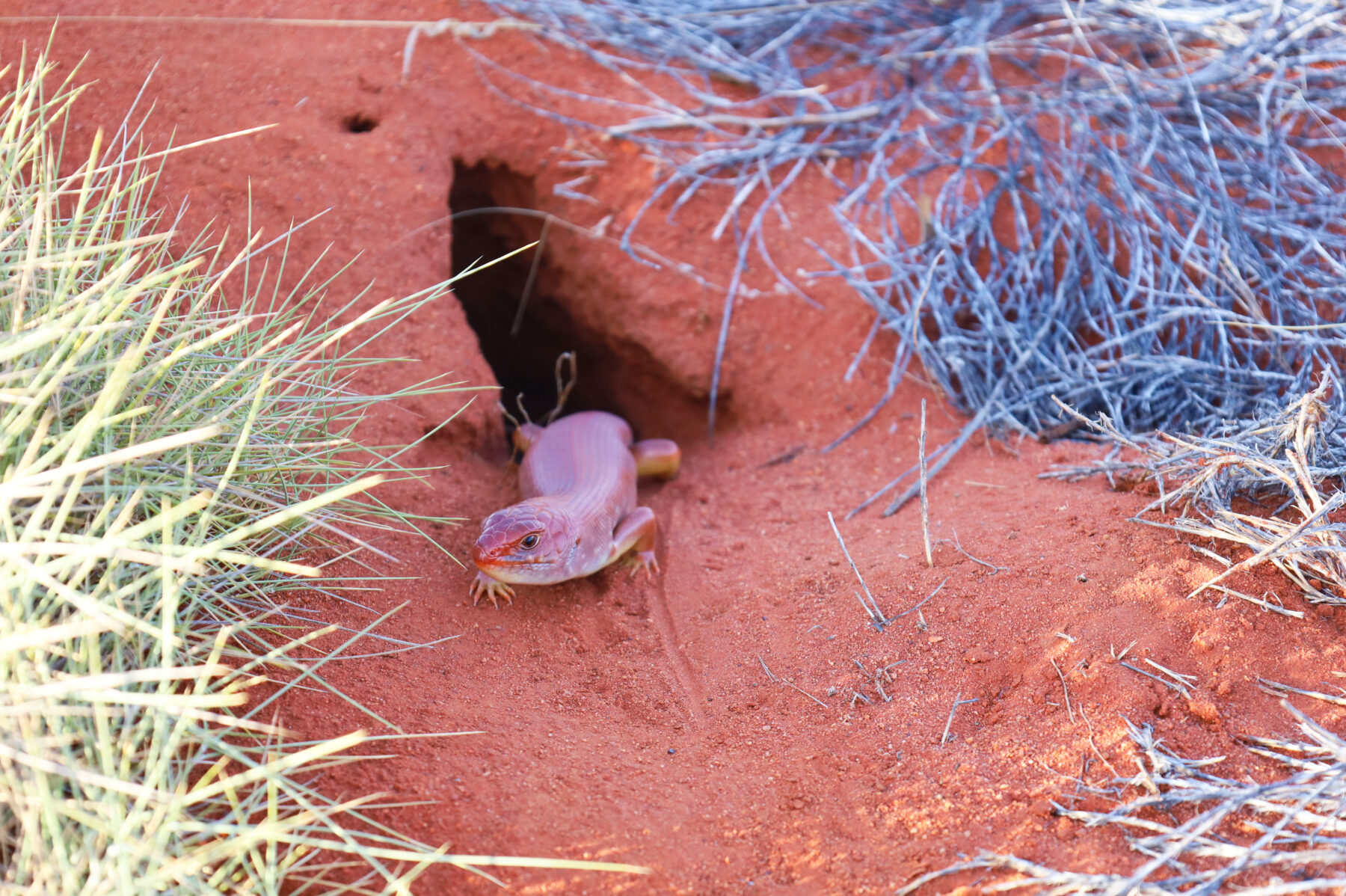 Looking for Tjakuṟa - Australian Geographic