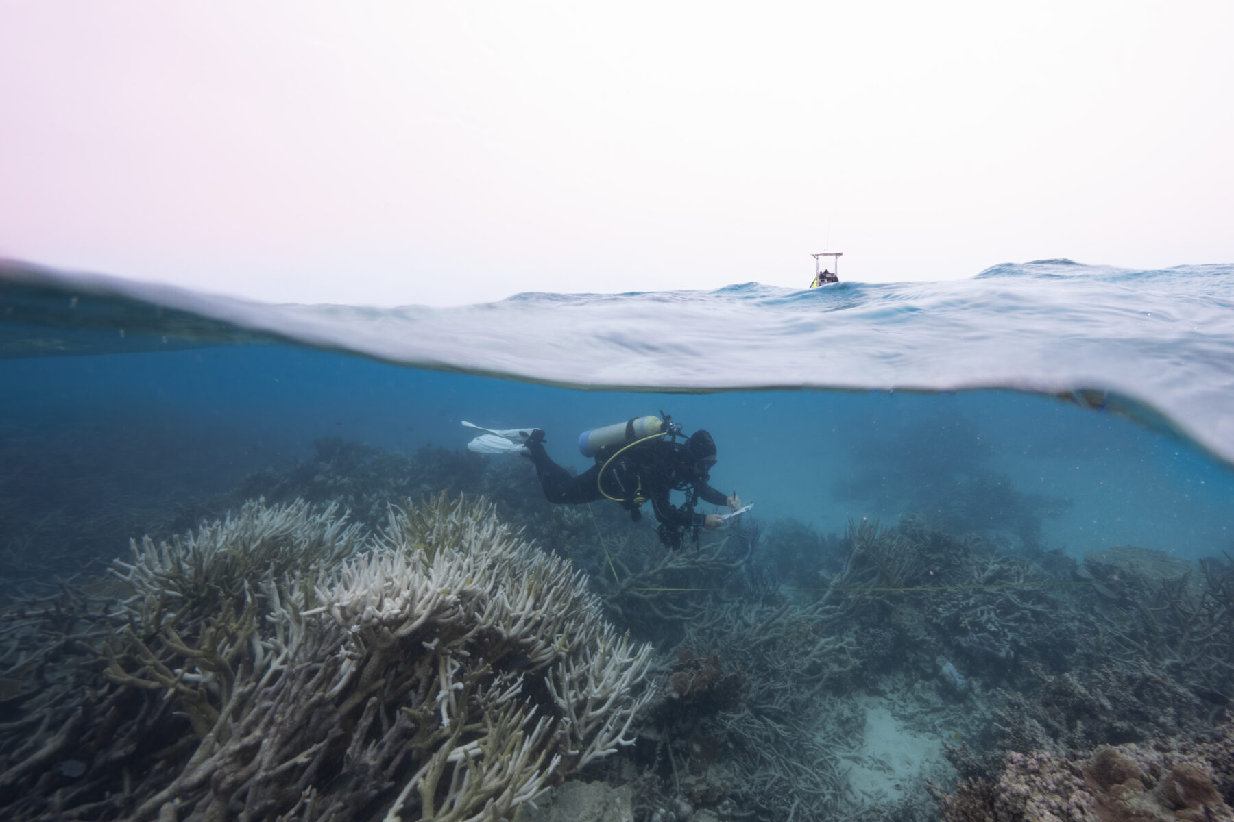 a snorkeller amongst bleached coral