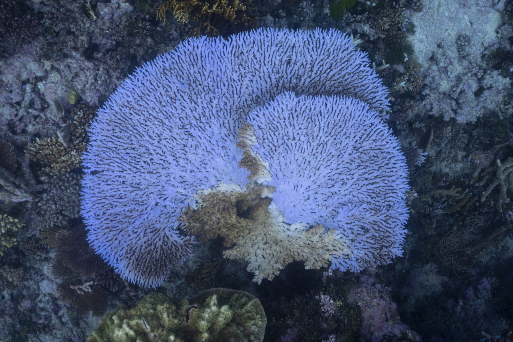 a stressed coral fluorescing