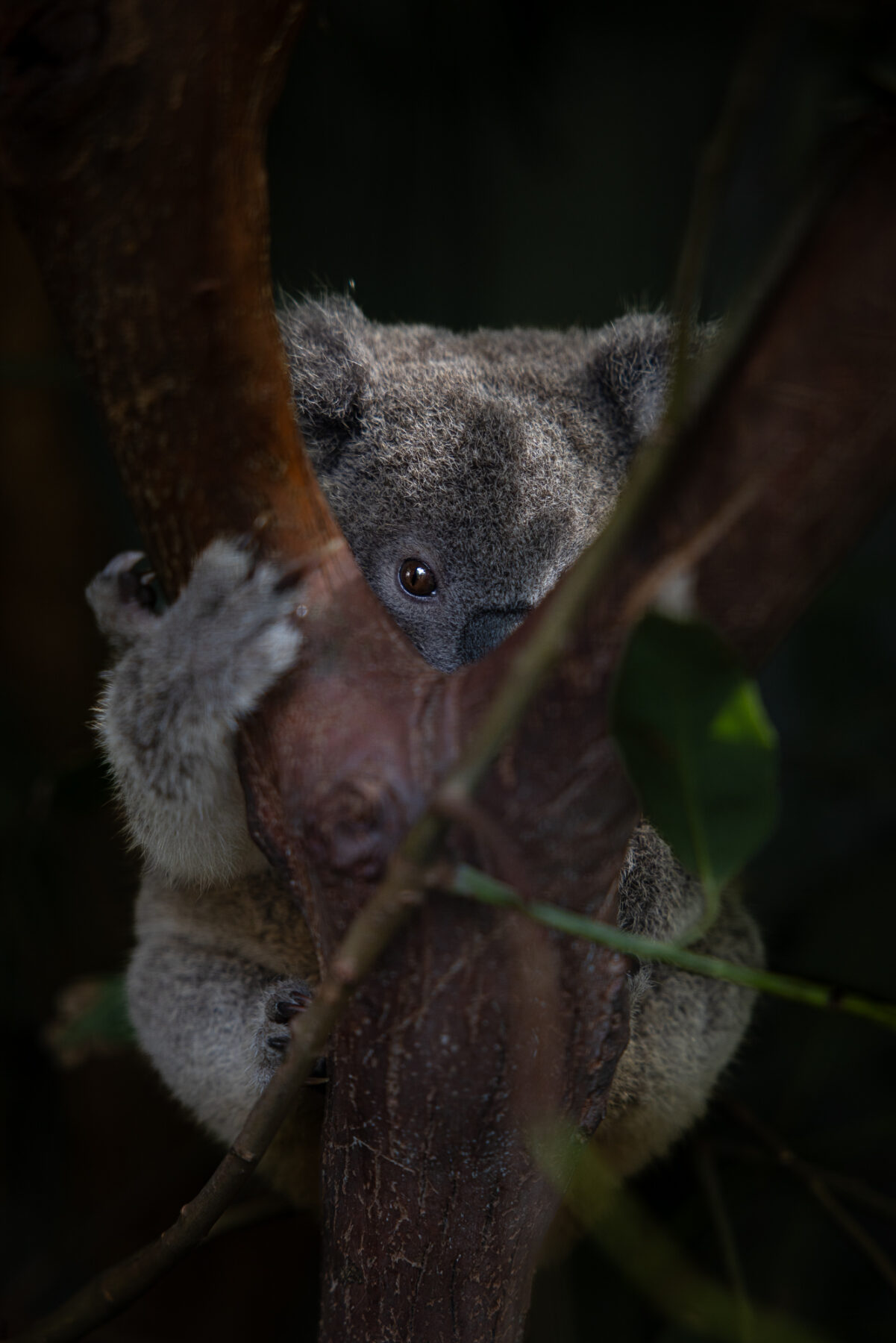 Clear-cutting koala country - Australian Geographic