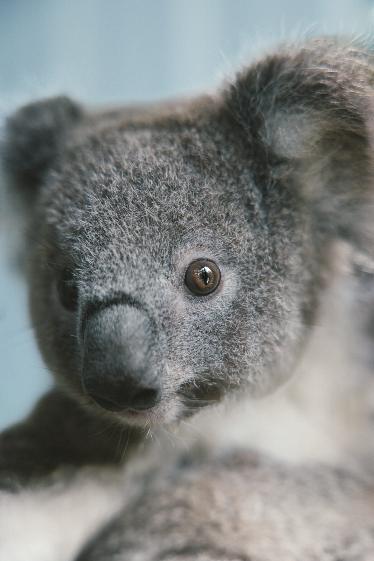 Clear-cutting koala country - Australian Geographic