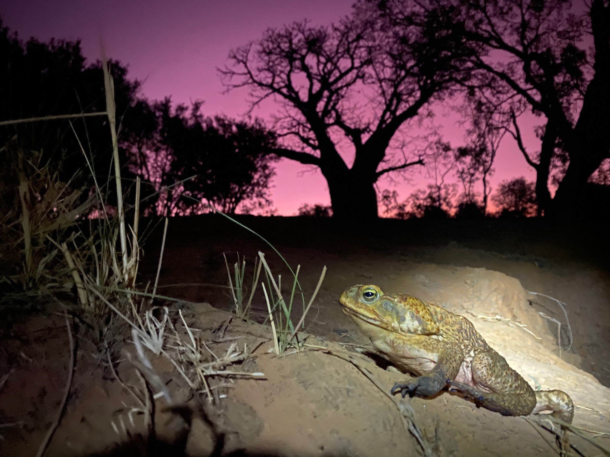 Image for article: Stopping cane toads from advancing across northern Australia