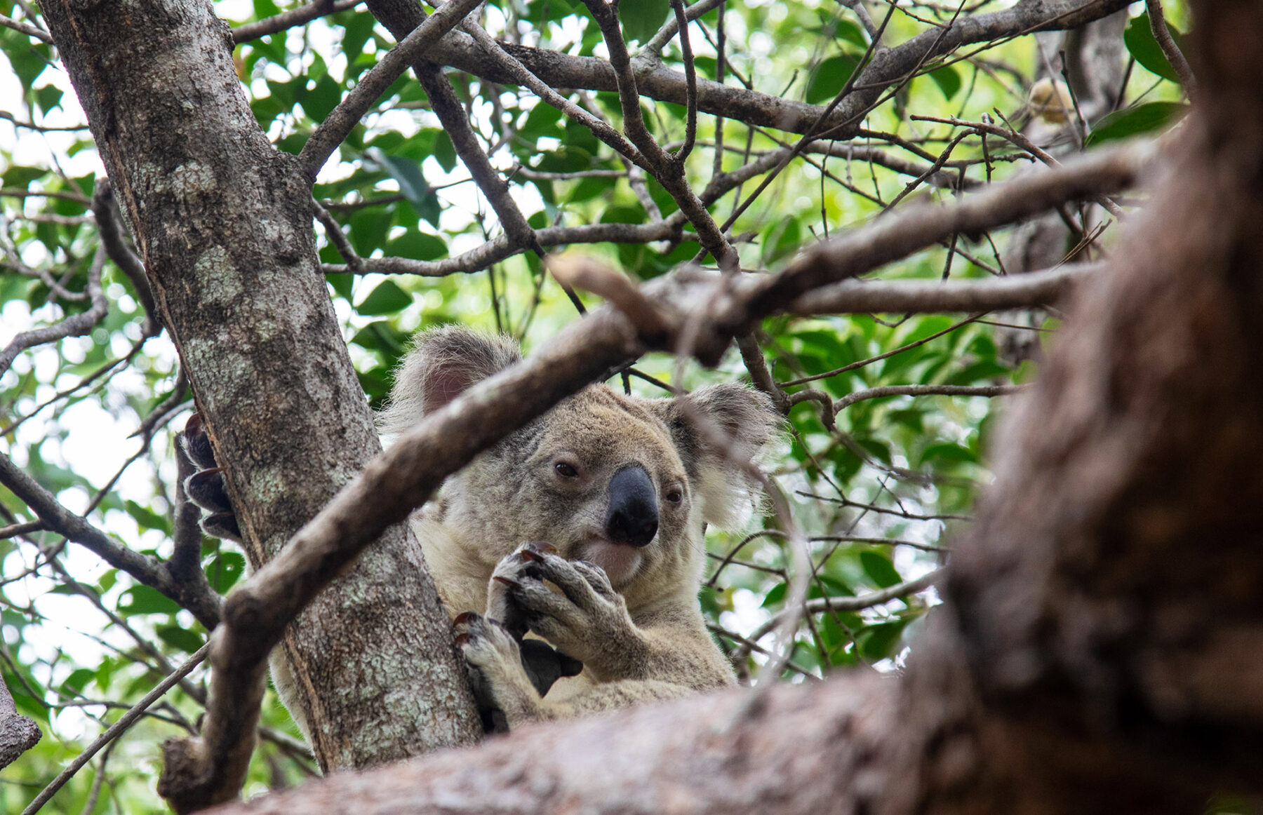 A koala in the trees on Magnetic Island