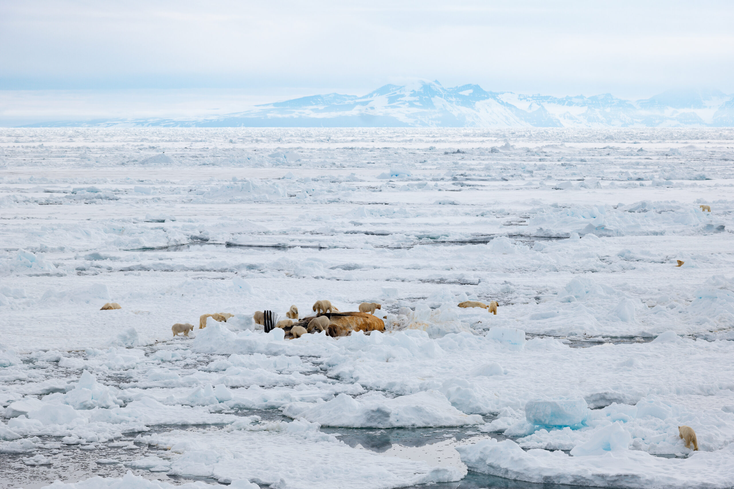 Exclusive photos: extraordinary polar bear ‘picnic’ captured by Australian photographer