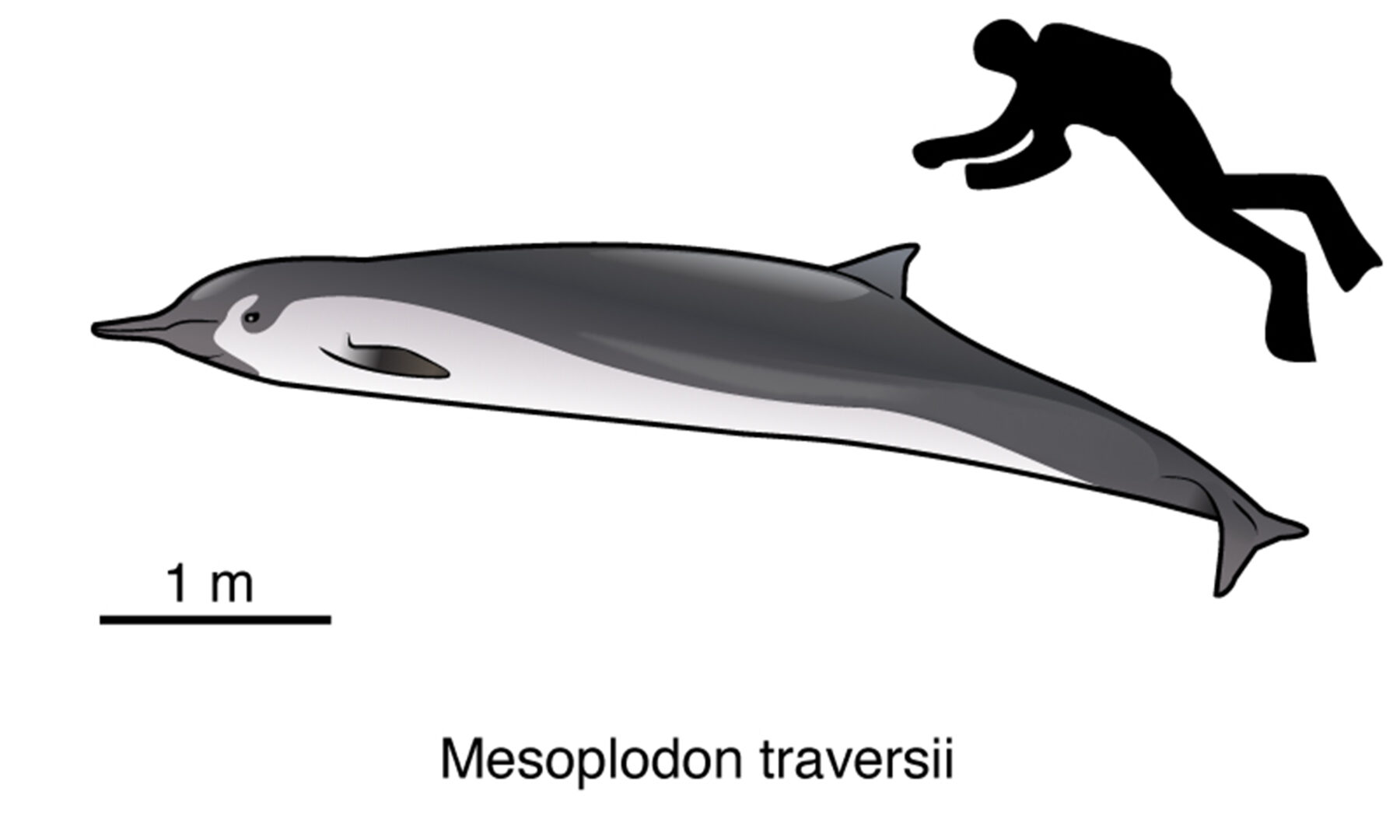 The world’s rarest whale has captivated scientists since the 1800s ...