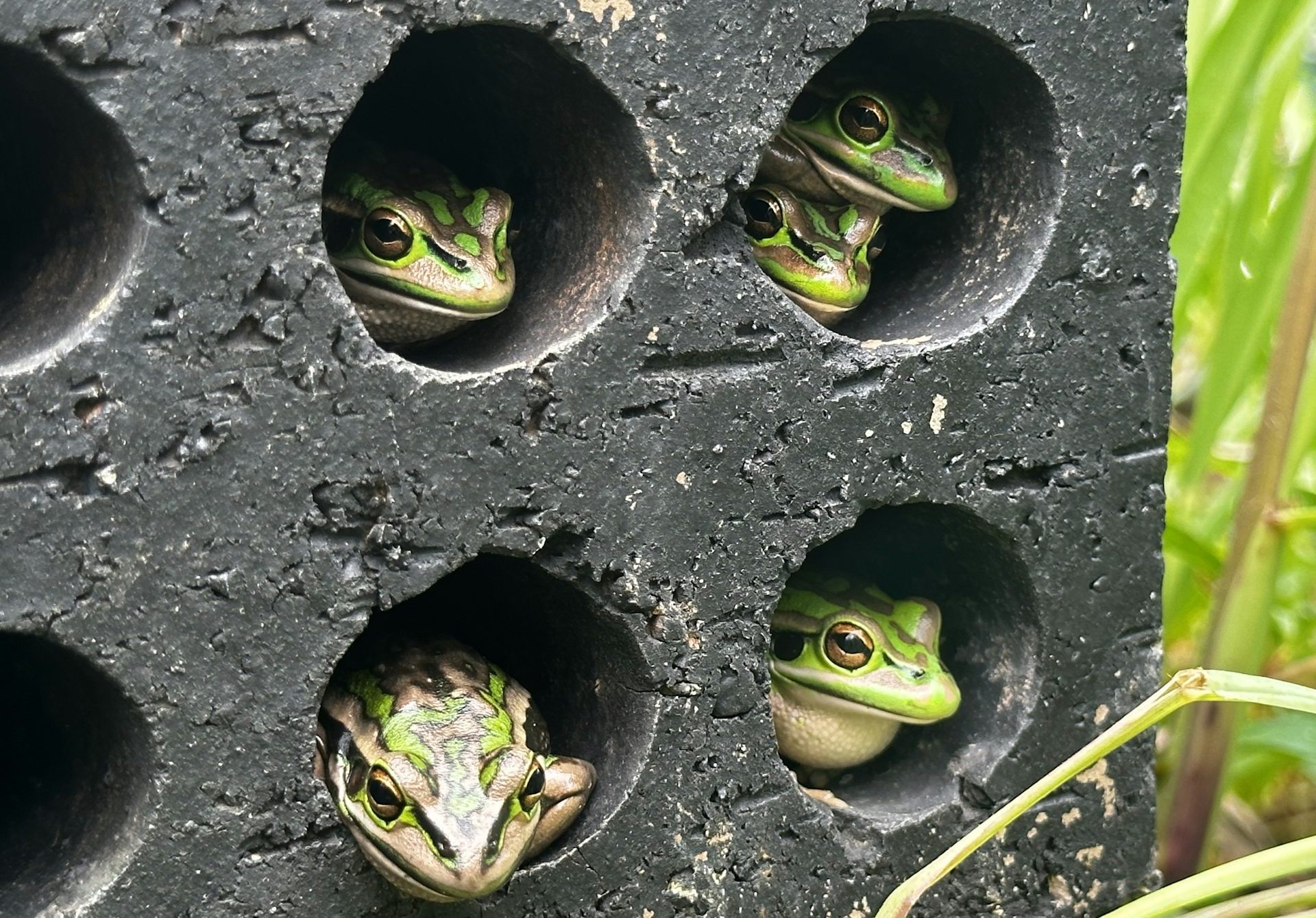 How soaking in saunas could save our frogs