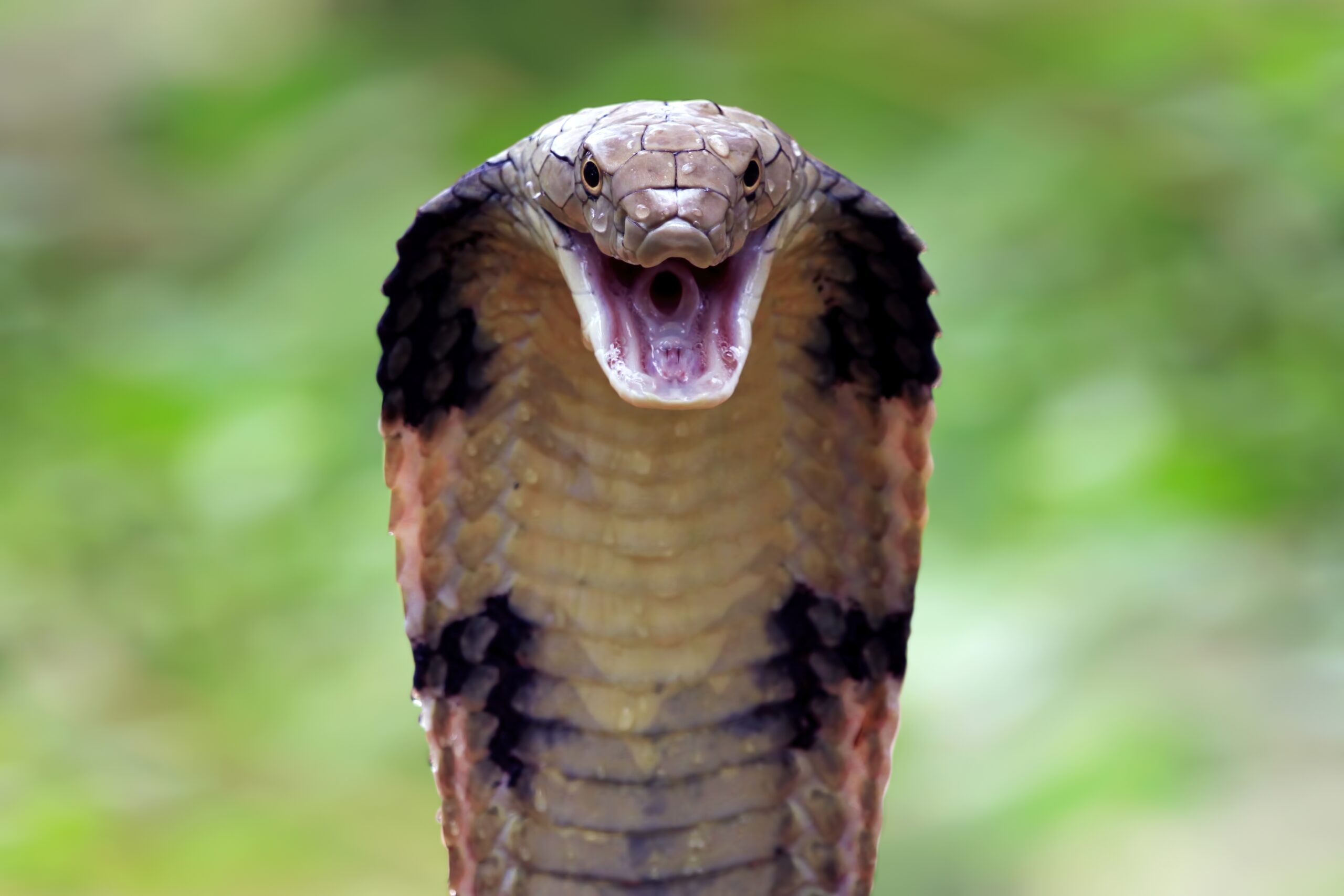 Image for article: Biting back: Australian researchers say century-old drug could revolutionise cobra bite treatment