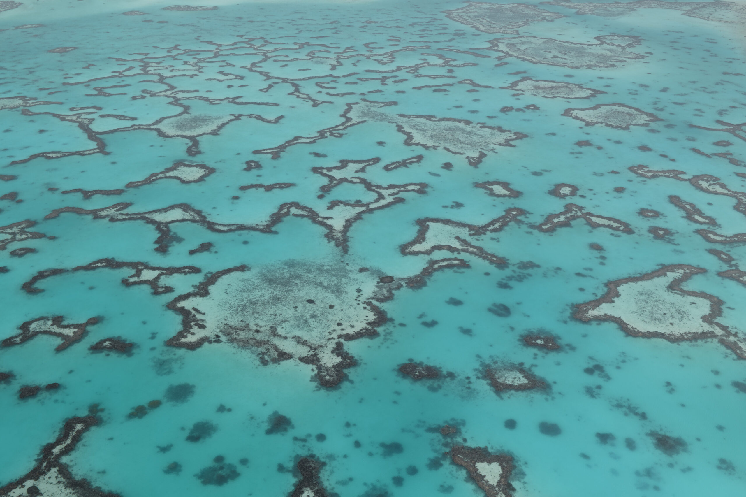 How the Great Barrier Reef shows record growth AND intense bleaching